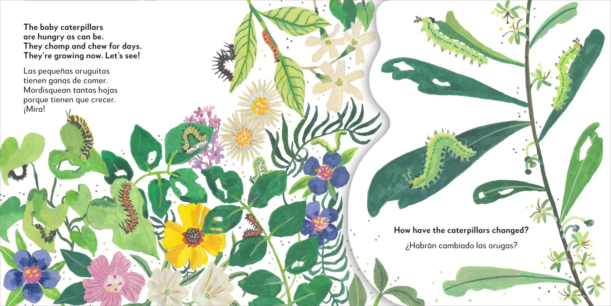 Bilingual Pop-Up Peekaboo! Butterfly - La mariposa