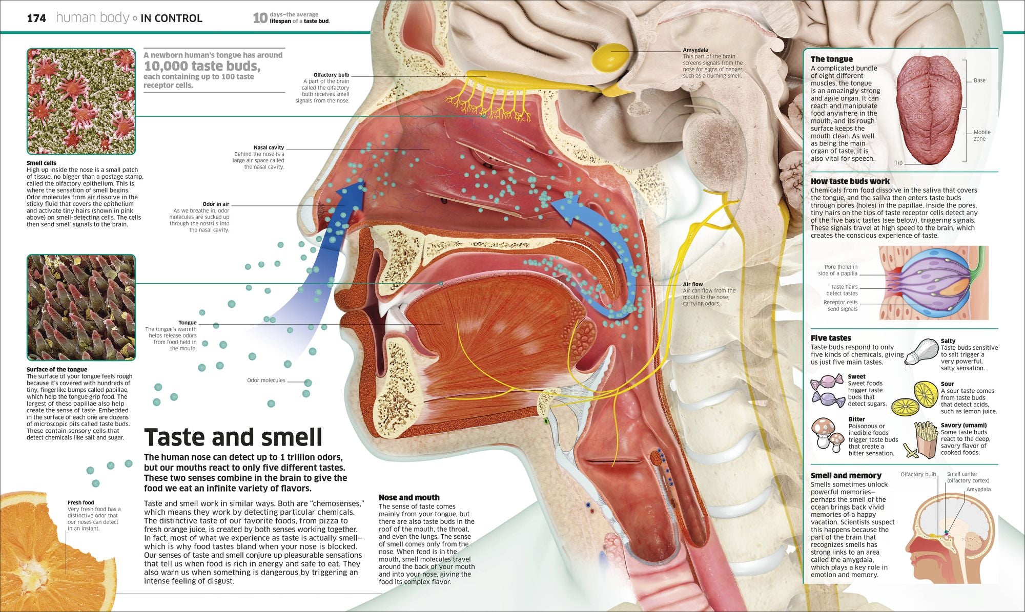 Knowledge Encyclopedia!: The World as You've Never Seen it Before