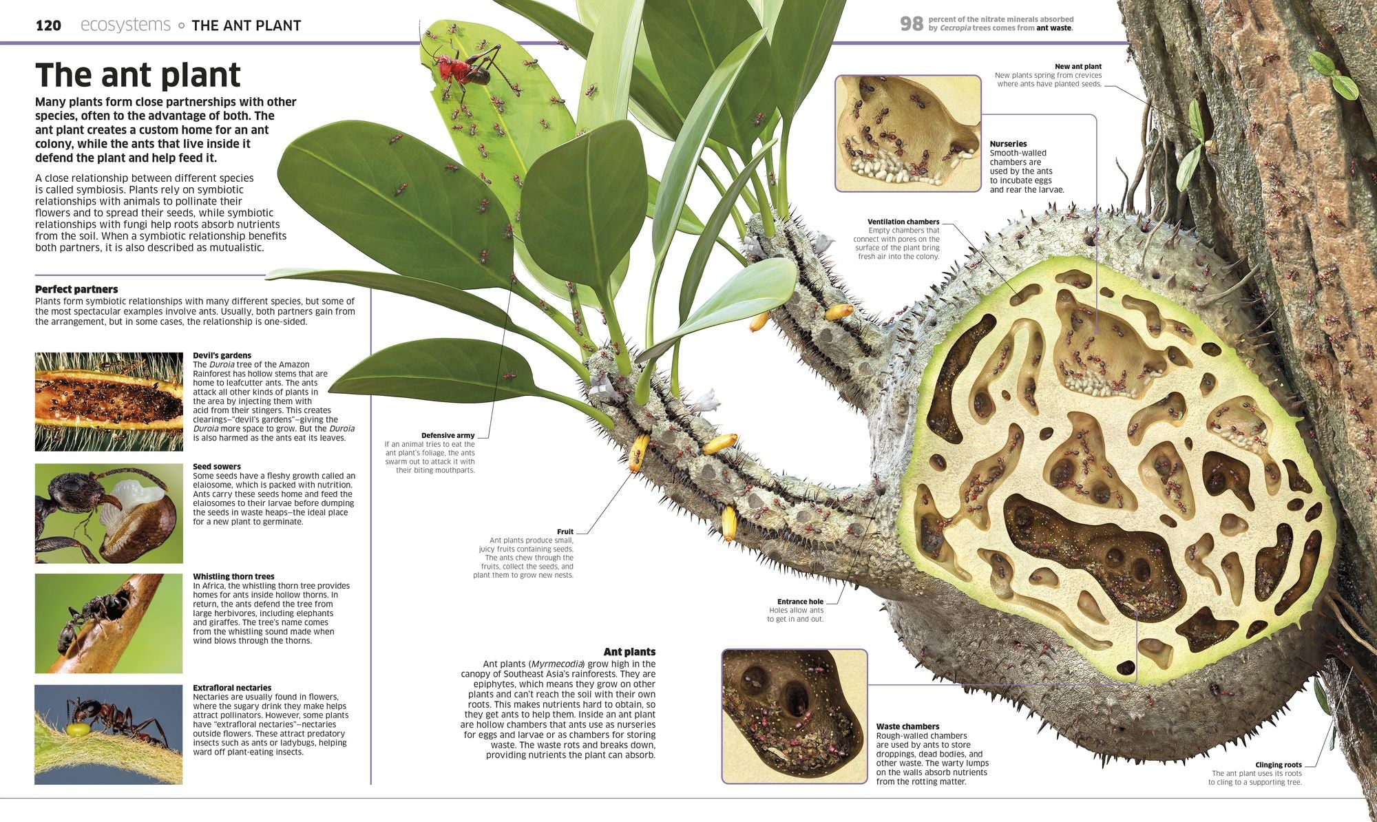 Knowledge Encyclopedia Plants and Fungi!: Our Growing World as You've Never Seen It Before