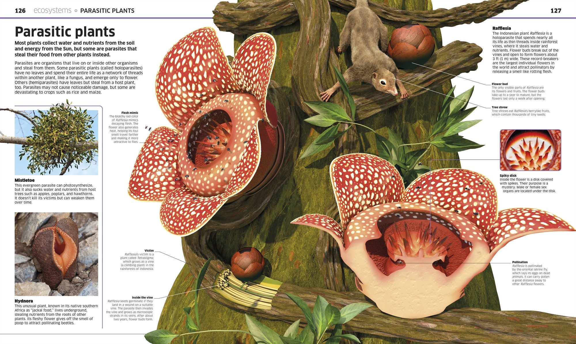 Knowledge Encyclopedia Plants and Fungi!: Our Growing World as You've Never Seen It Before