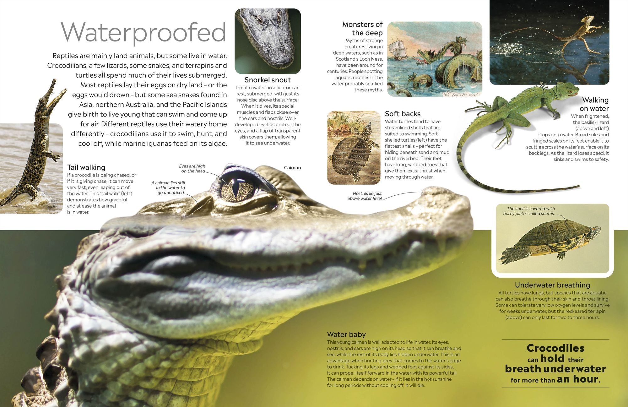 Eyewitness Reptile