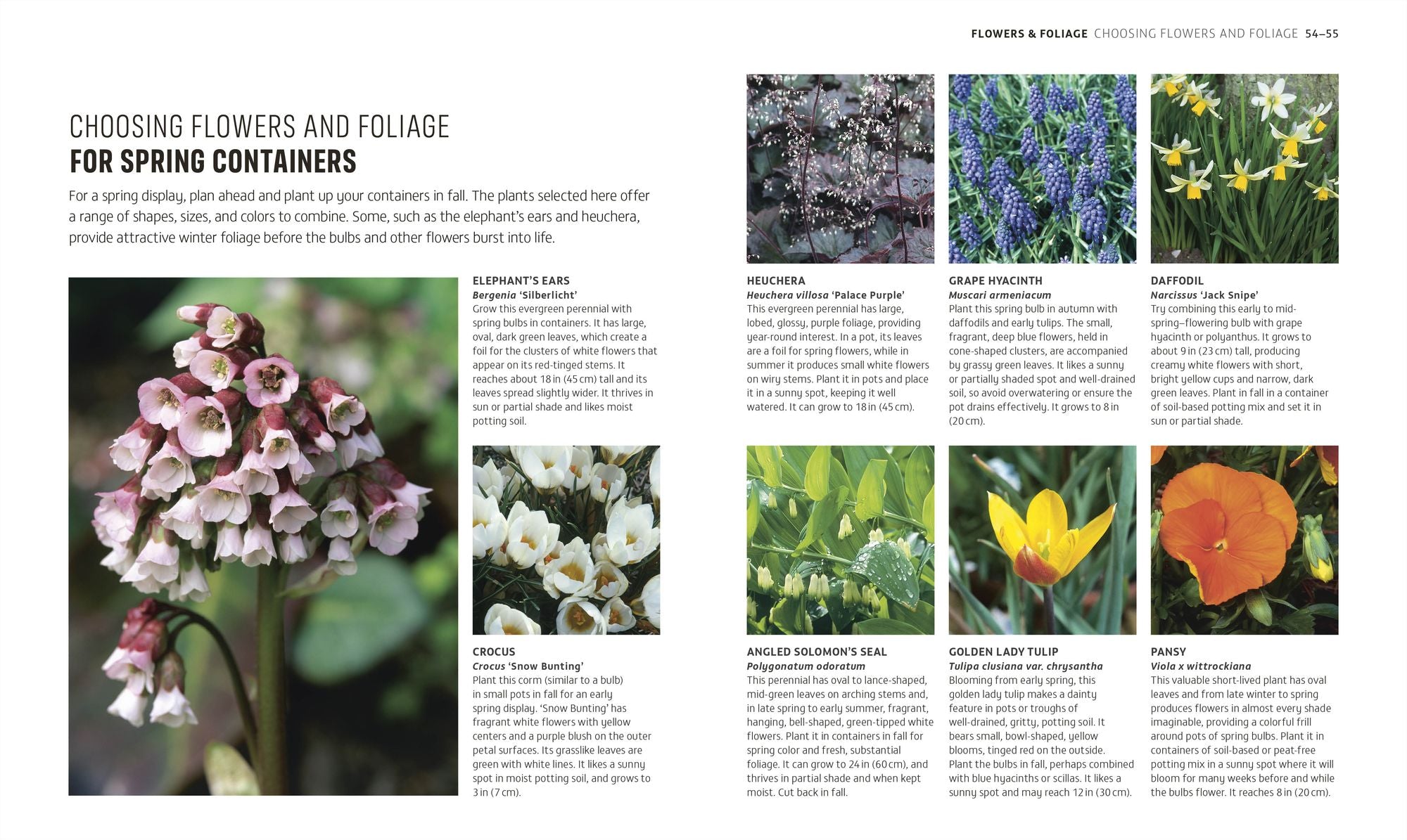 Beginner Gardening Step by Step: A Visual Guide to Yard and Garden Basics