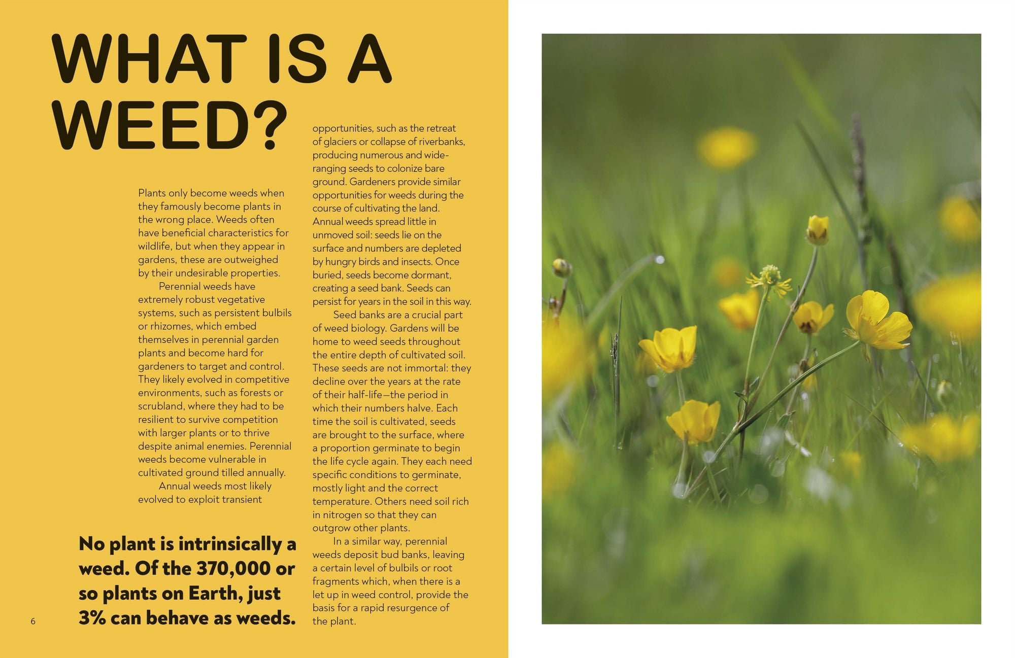 What's That Weed?: Know Your Weeds and Learn to Live with Them