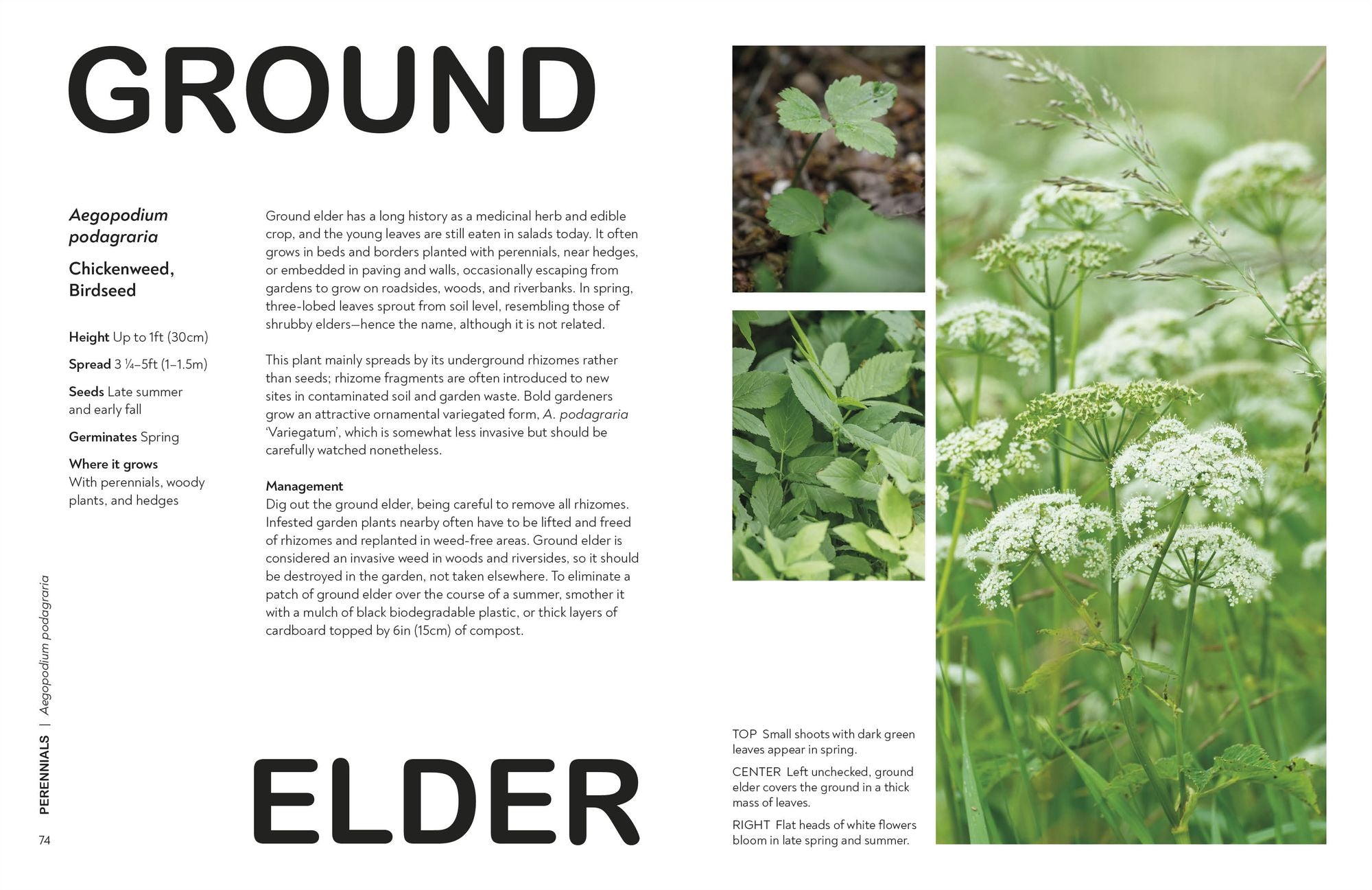 What's That Weed?: Know Your Weeds and Learn to Live with Them
