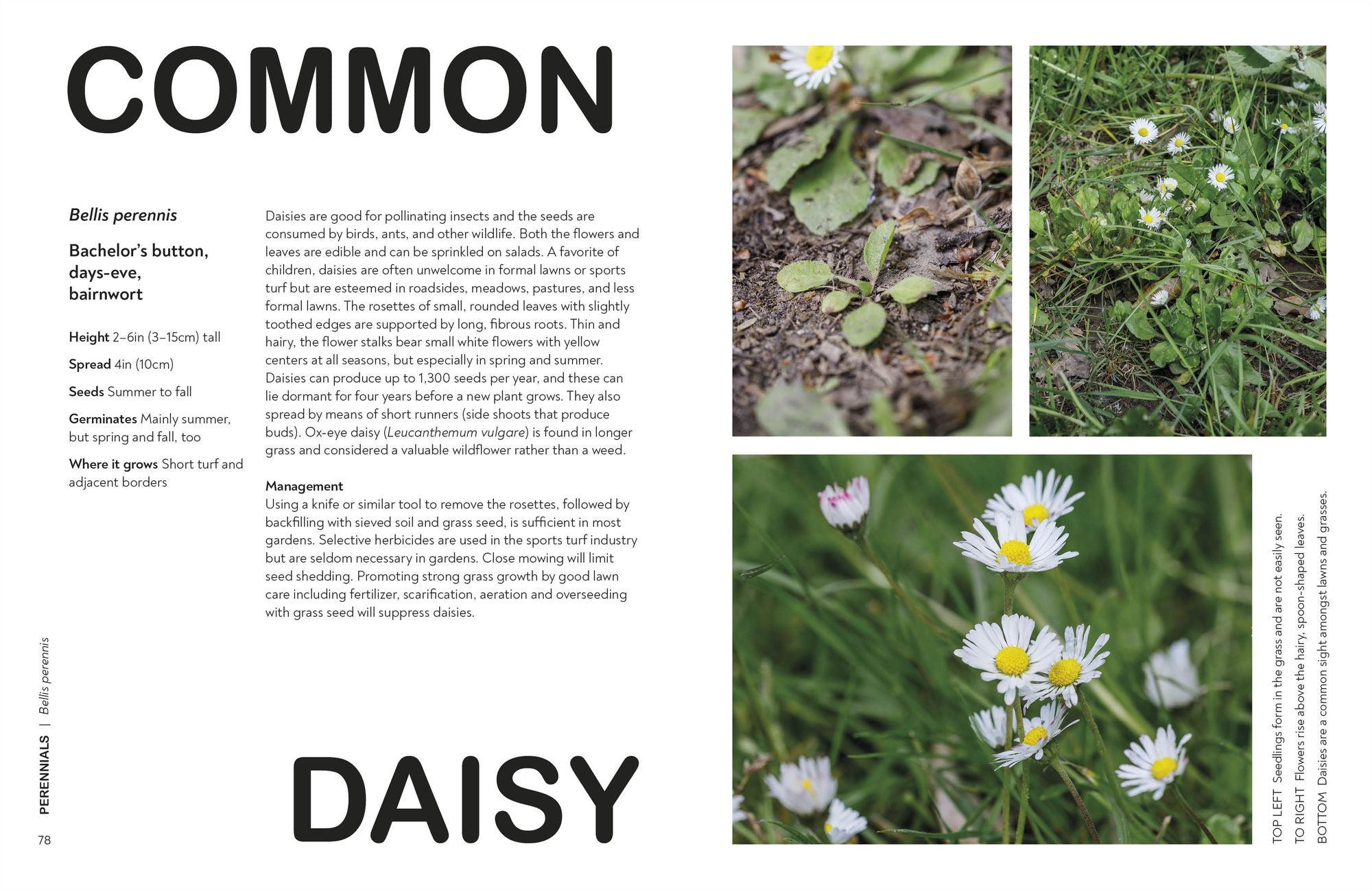 What's That Weed?: Know Your Weeds and Learn to Live with Them