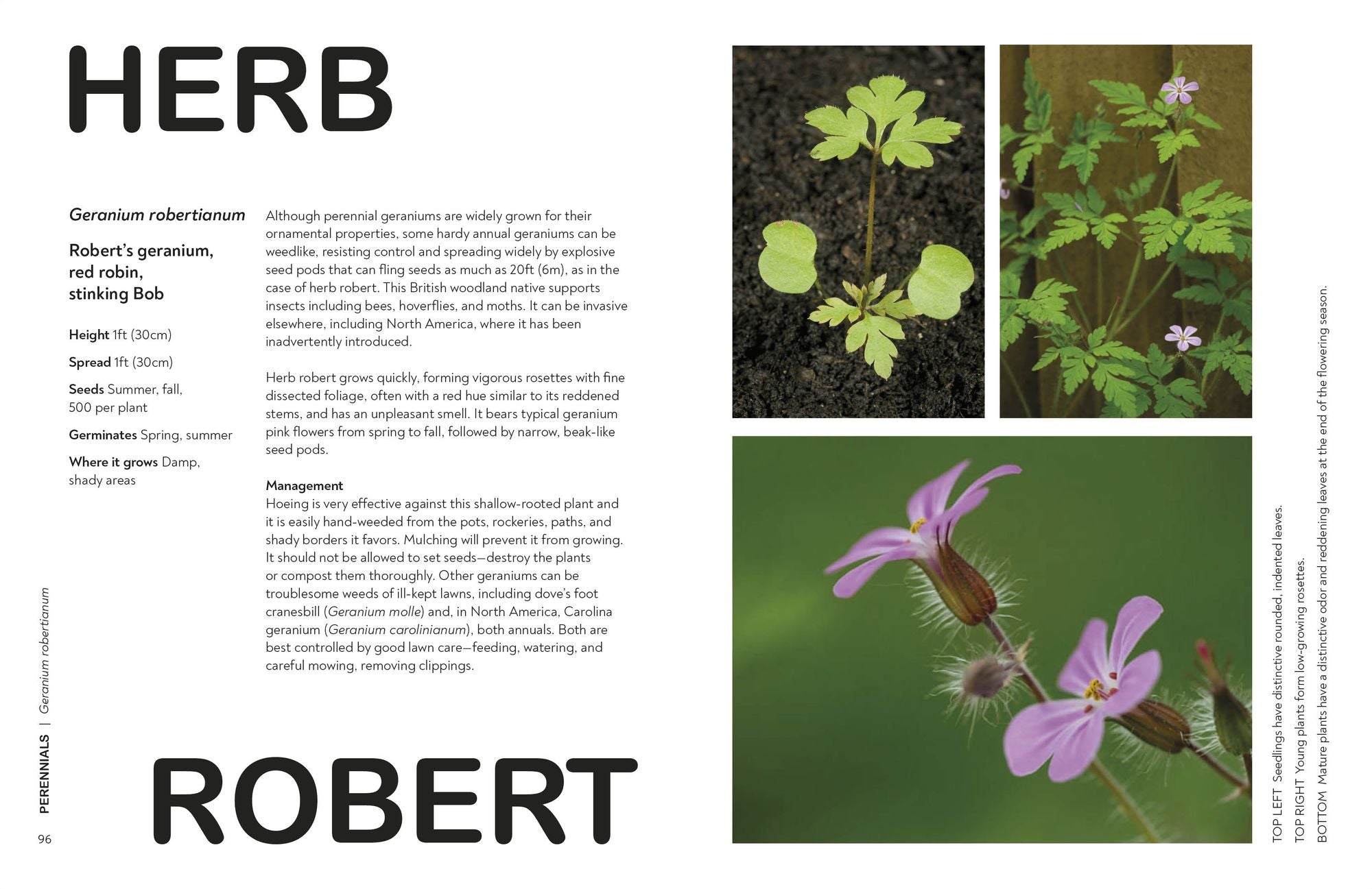 What's That Weed?: Know Your Weeds and Learn to Live with Them