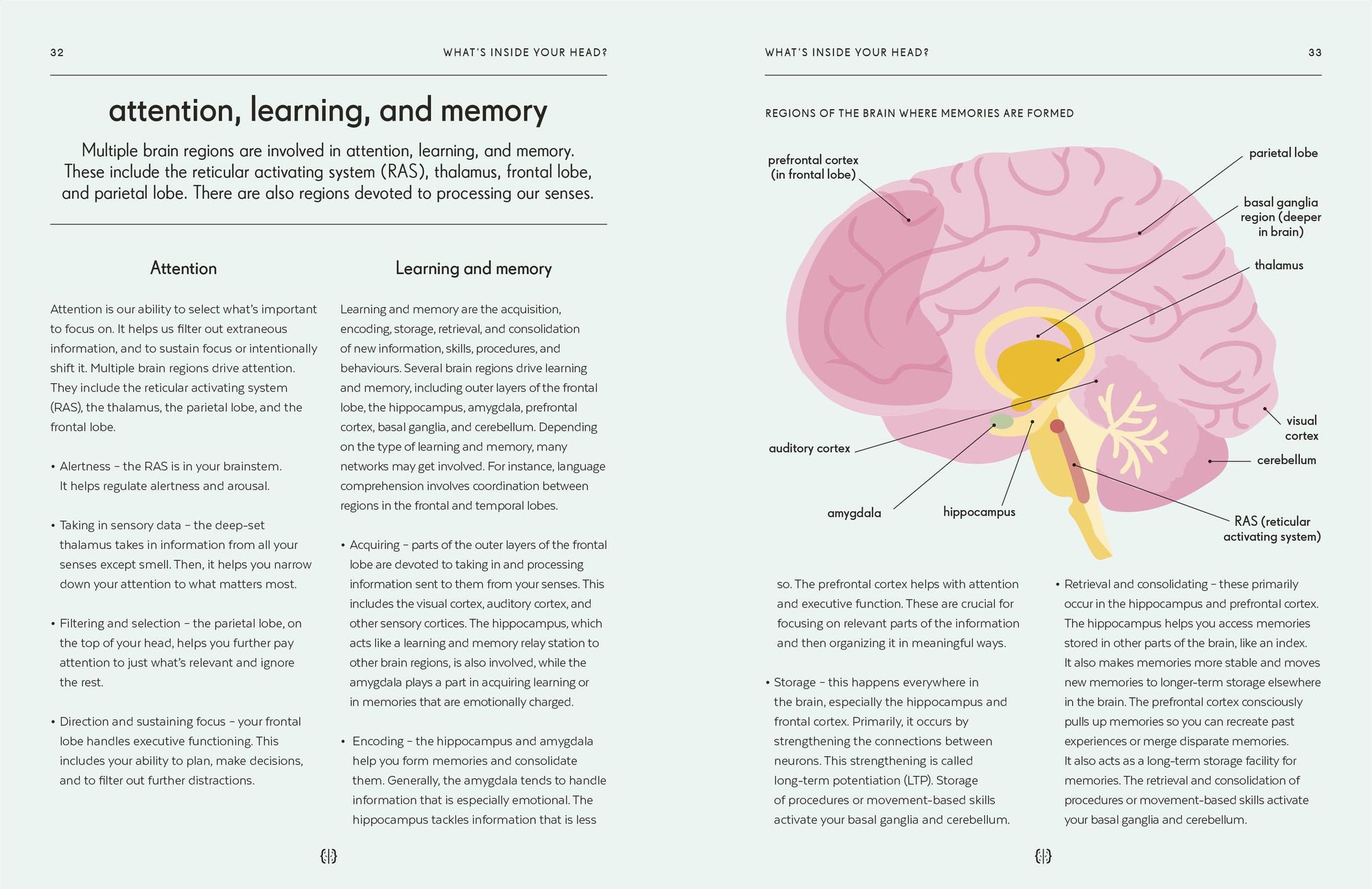 Brain: An Owner's Guide