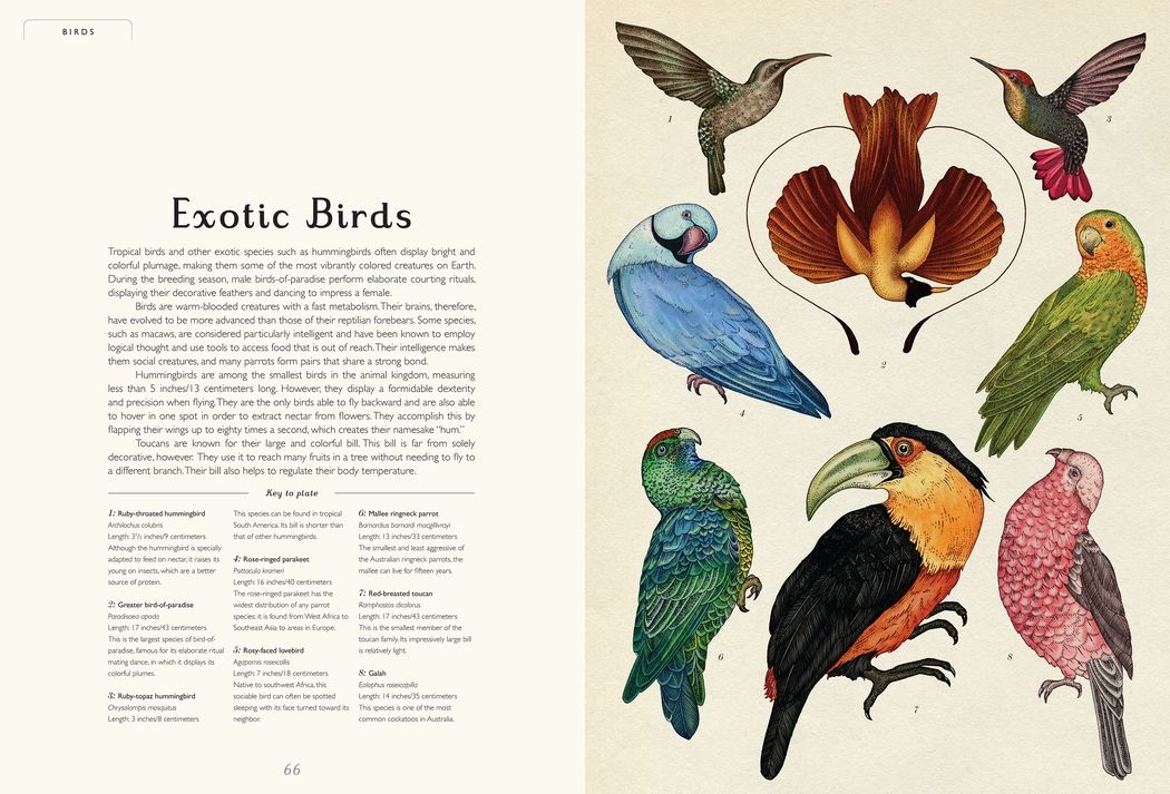 Animalium (Welcome to the Museum Series)