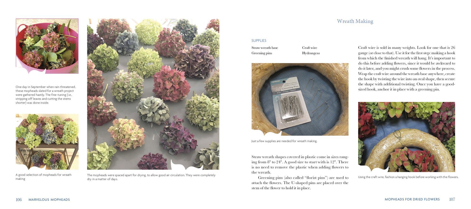 Marvelous Mopheads: Hydrangeas for Home & Garden