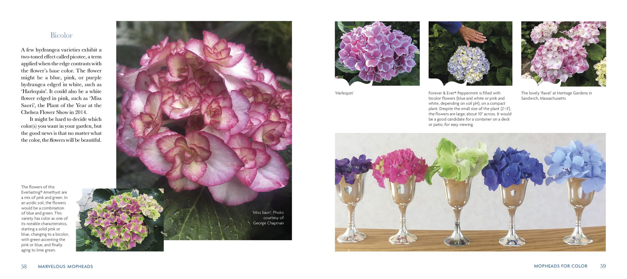 Marvelous Mopheads: Hydrangeas for Home & Garden