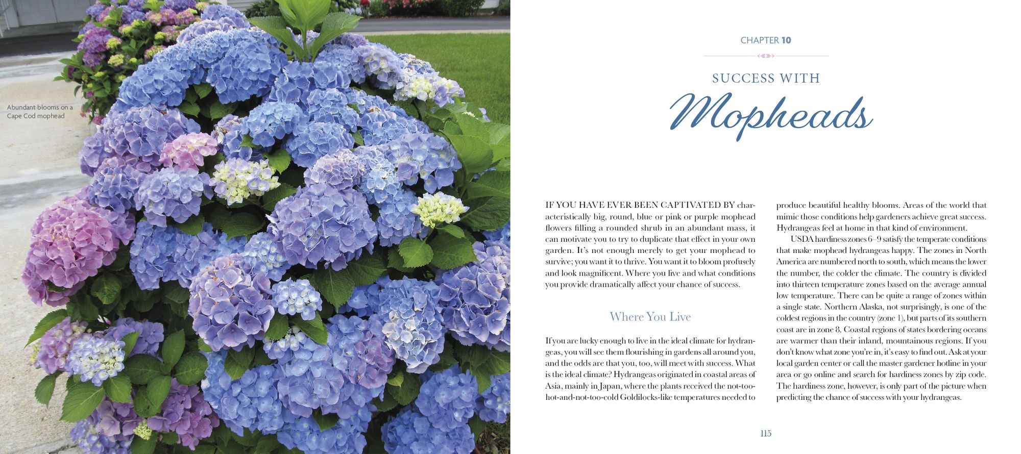 Marvelous Mopheads: Hydrangeas for Home & Garden