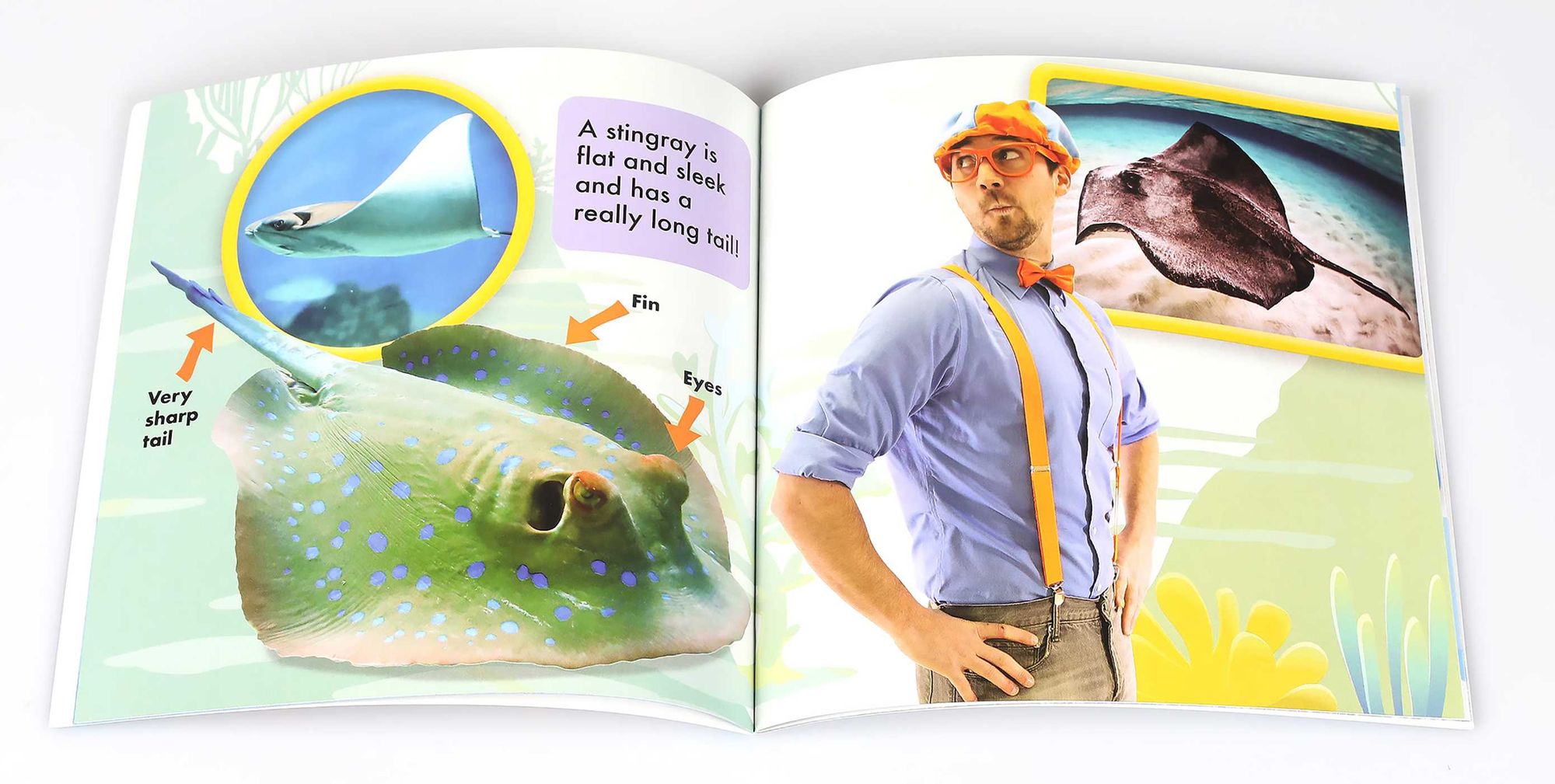 Blippi: Let's See Animals!