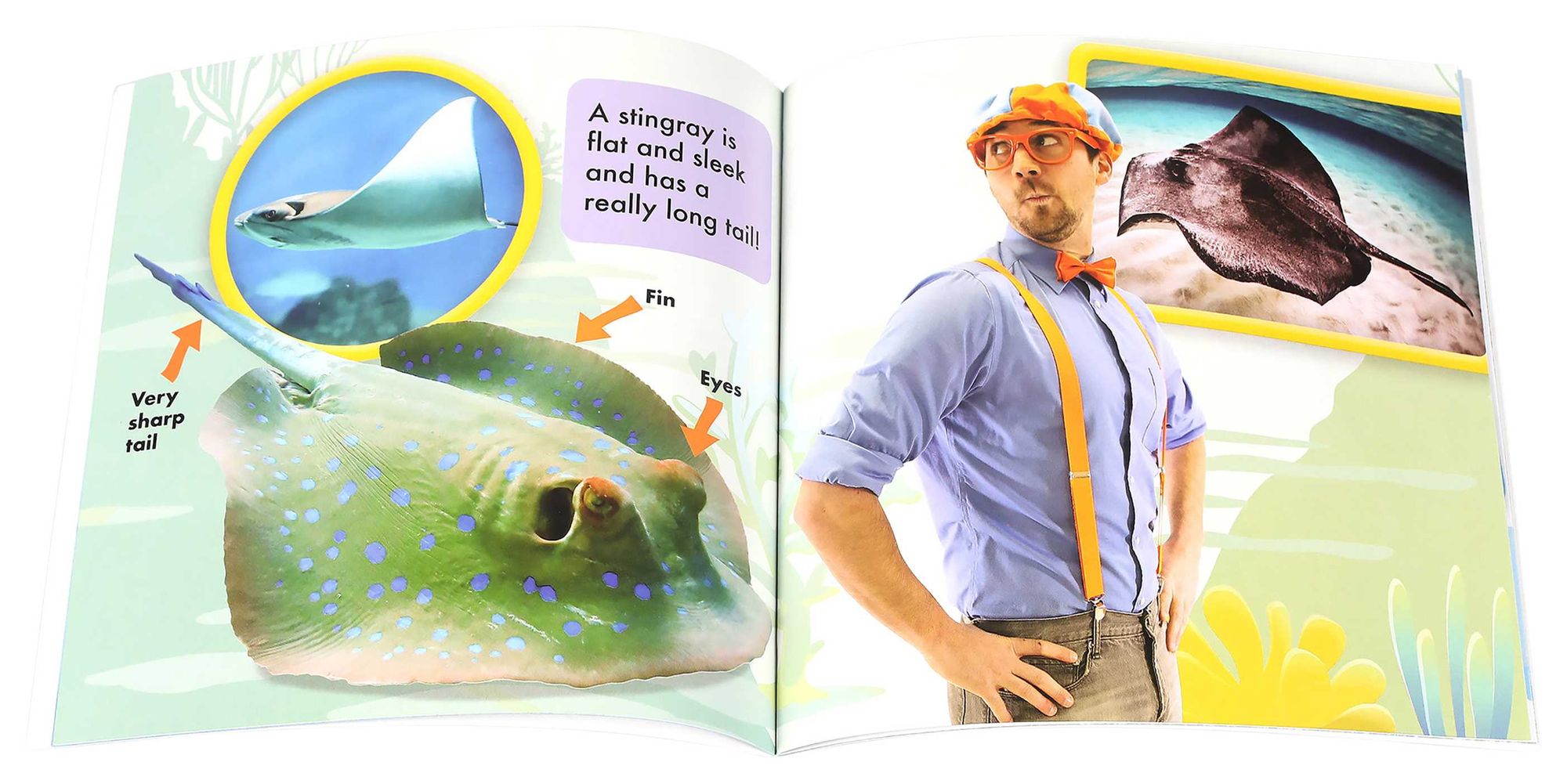 Blippi: Let's See Animals!