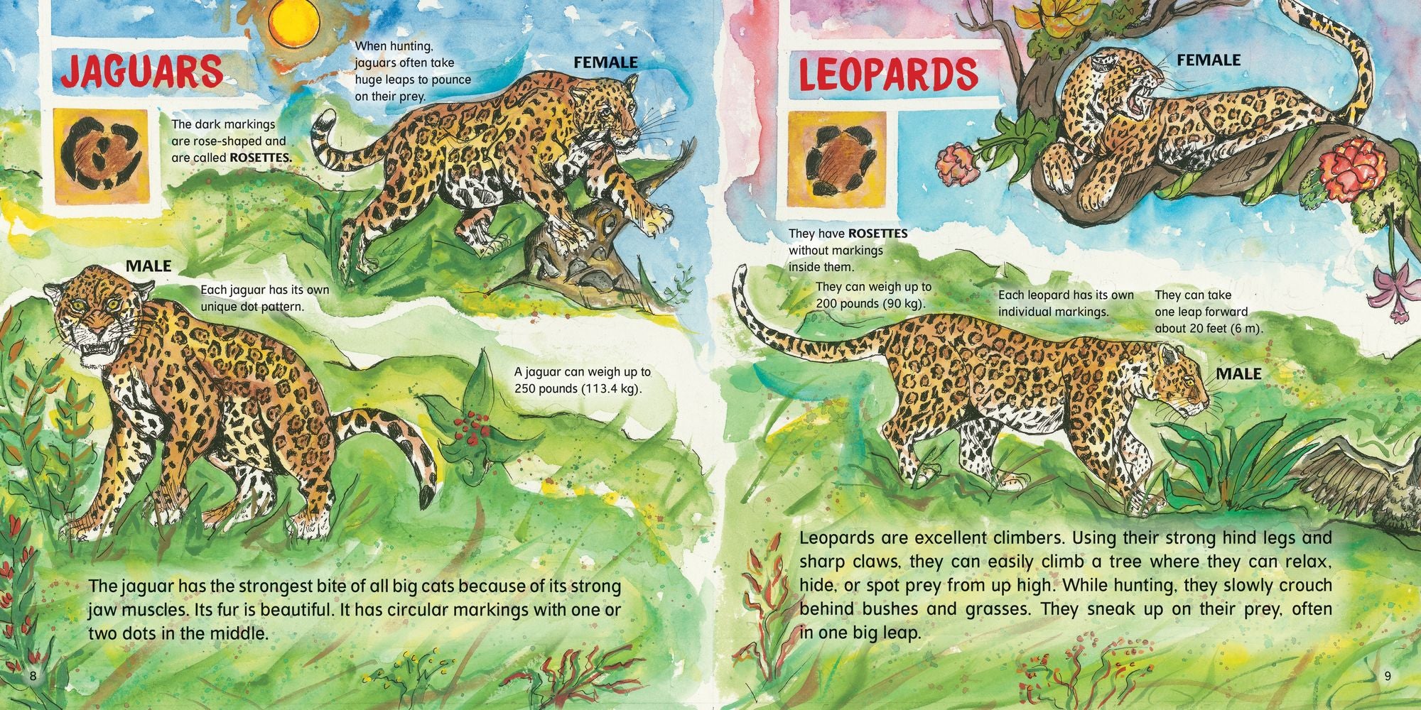 Big Cats!