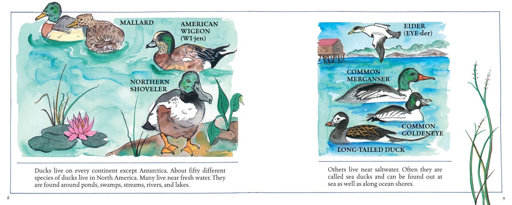 Ducks! (New & Updated)