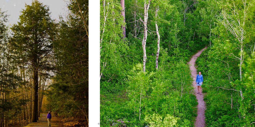 America's Great Forest Trails: 100 Woodland Hikes of a Lifetime
