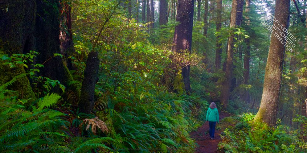 America's Great Forest Trails: 100 Woodland Hikes of a Lifetime