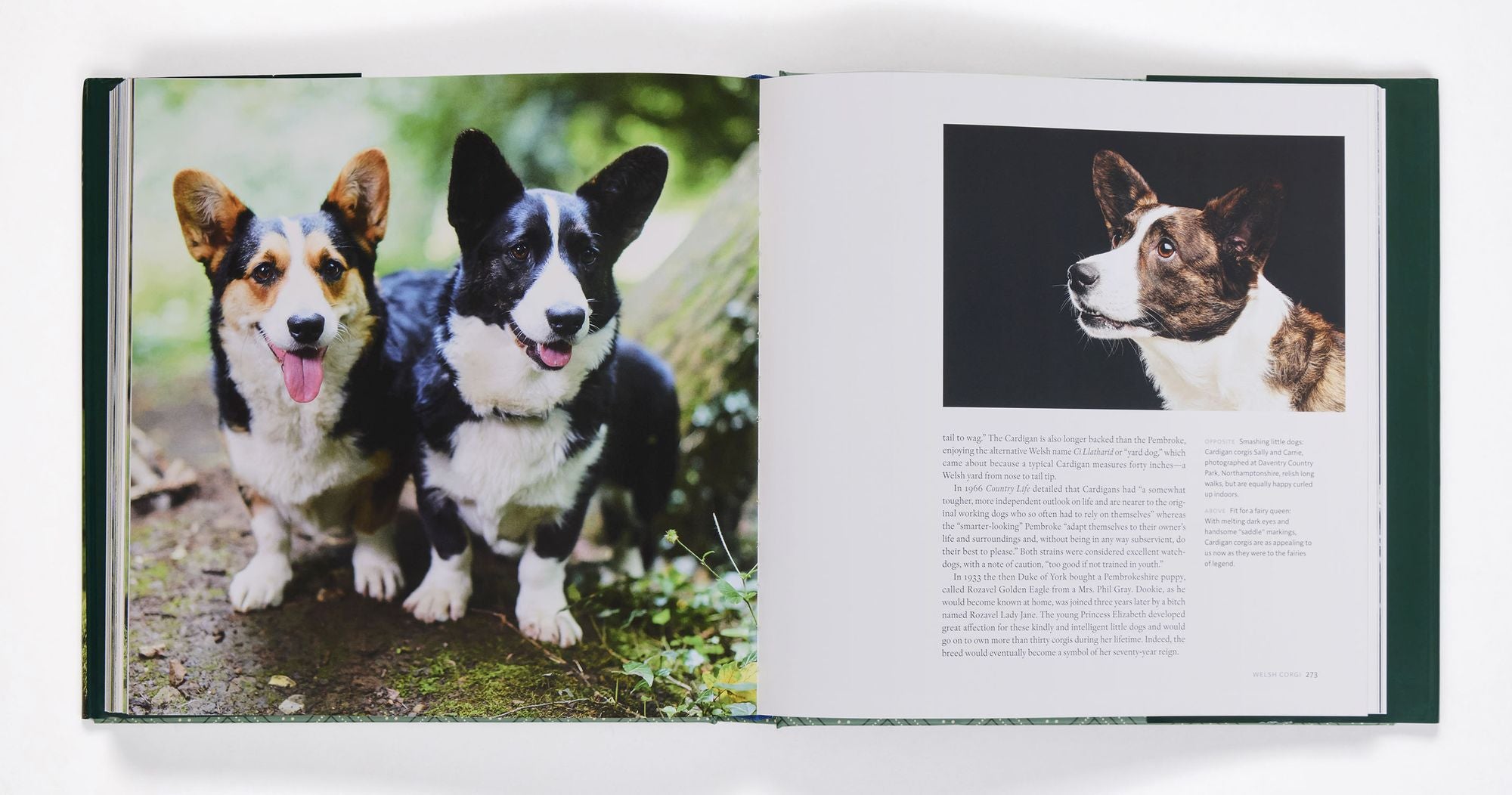 Country Life's Book of Dogs
