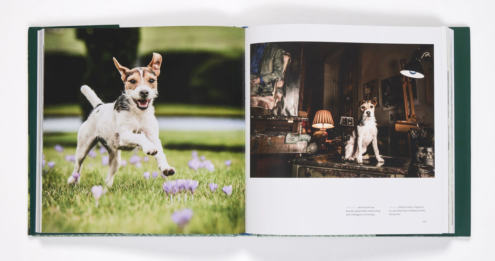 Country Life's Book of Dogs