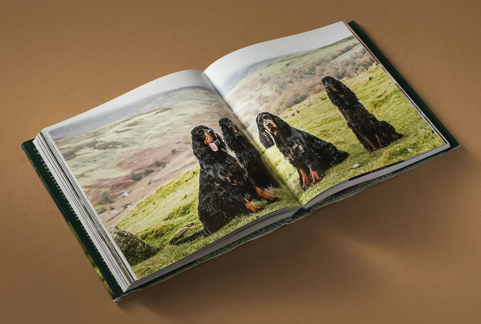Country Life's Book of Dogs