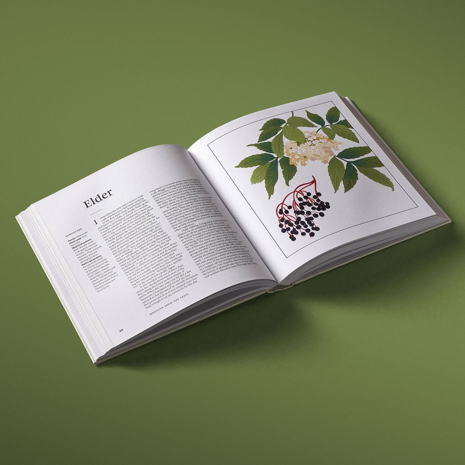 Medicine from the Trees: Herbal Remedies from the Forest for Whole-Body Health and Wellness