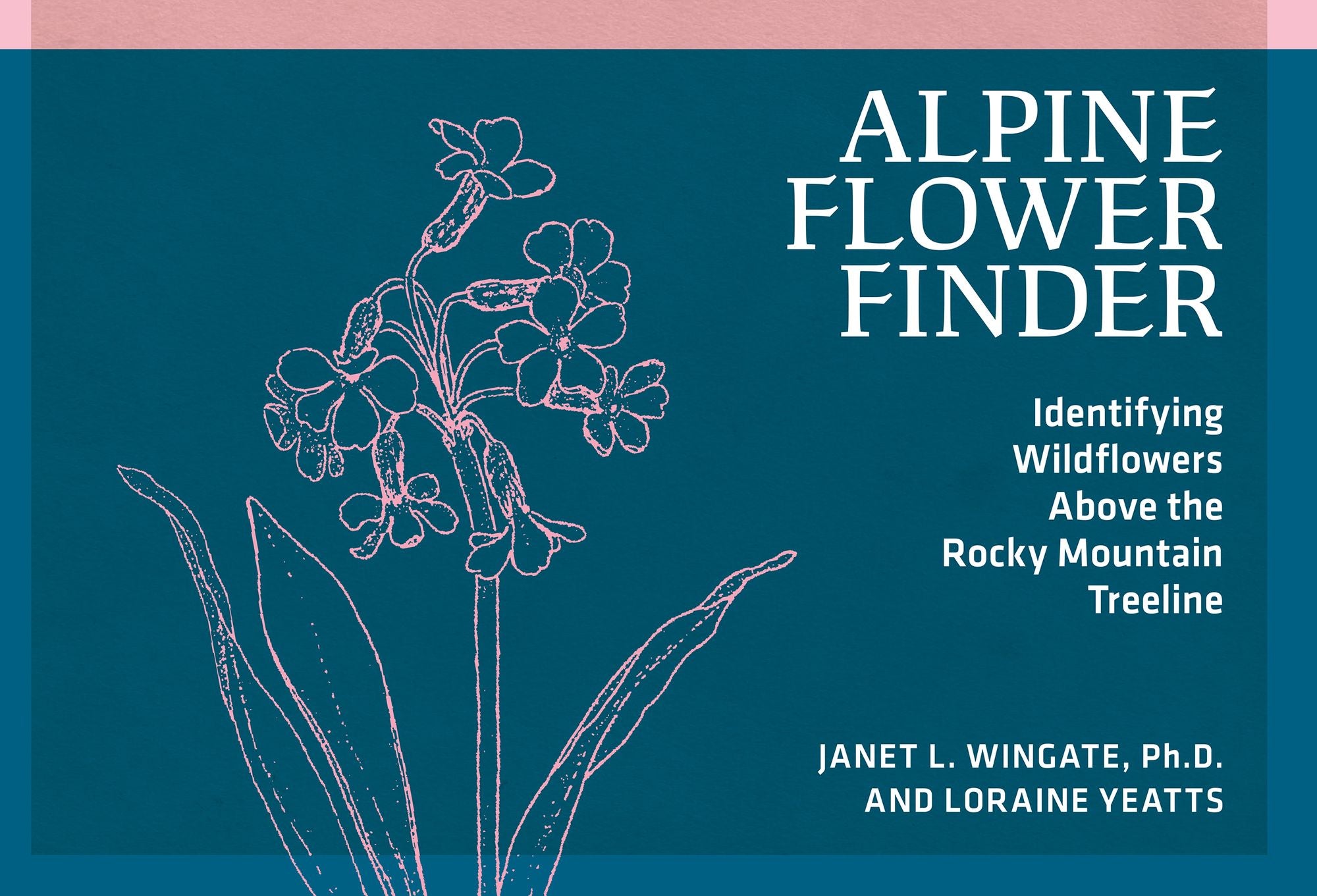 Alpine Flower Finder: Identifying Wildflowers Above the Rocky Mountain Treeline