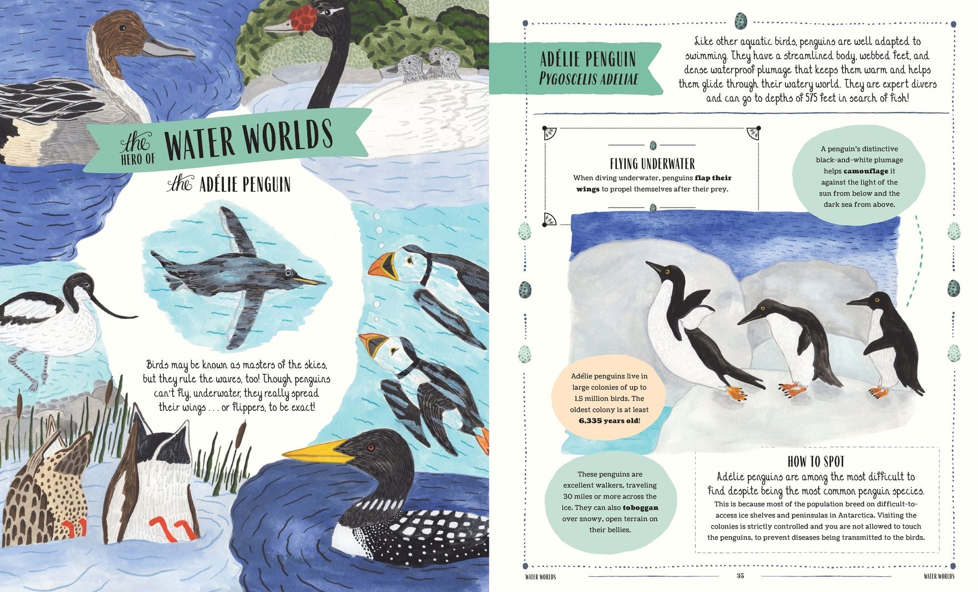 Fly: A Family Guide to Birds and How to Spot Them