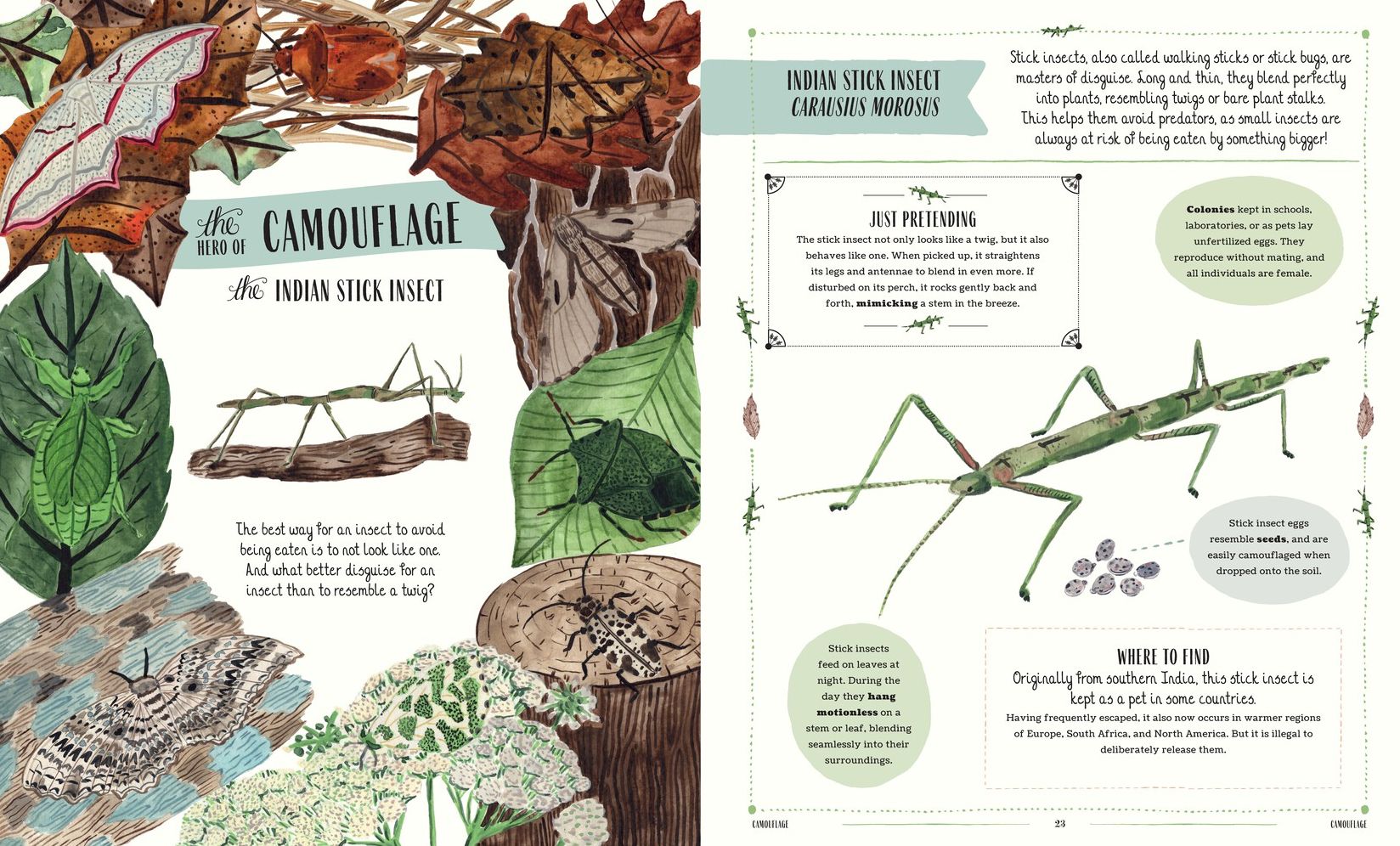Buzz: A Family Guide to Bugs and Bees and How to Spot Them
