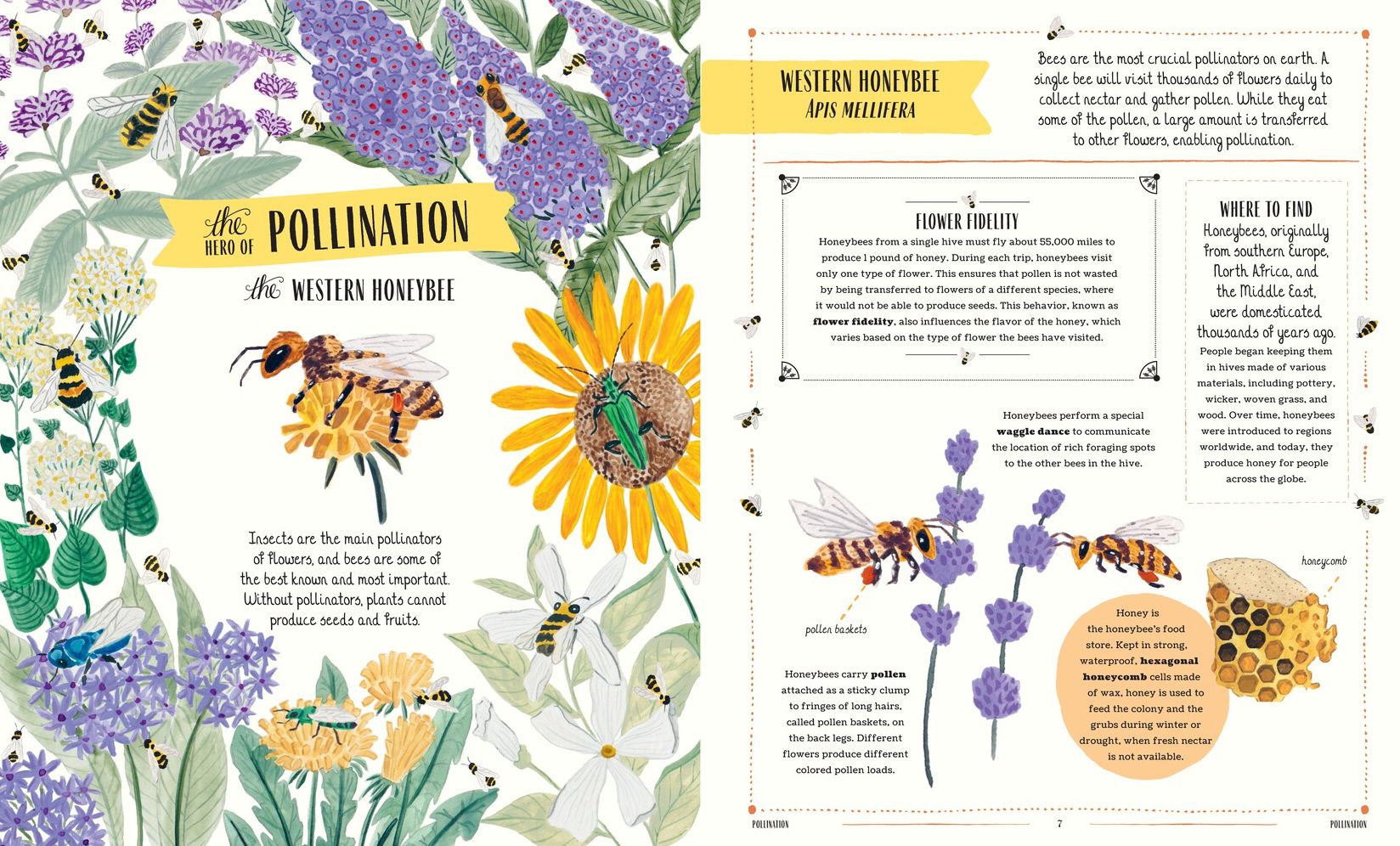 Buzz: A Family Guide to Bugs and Bees and How to Spot Them