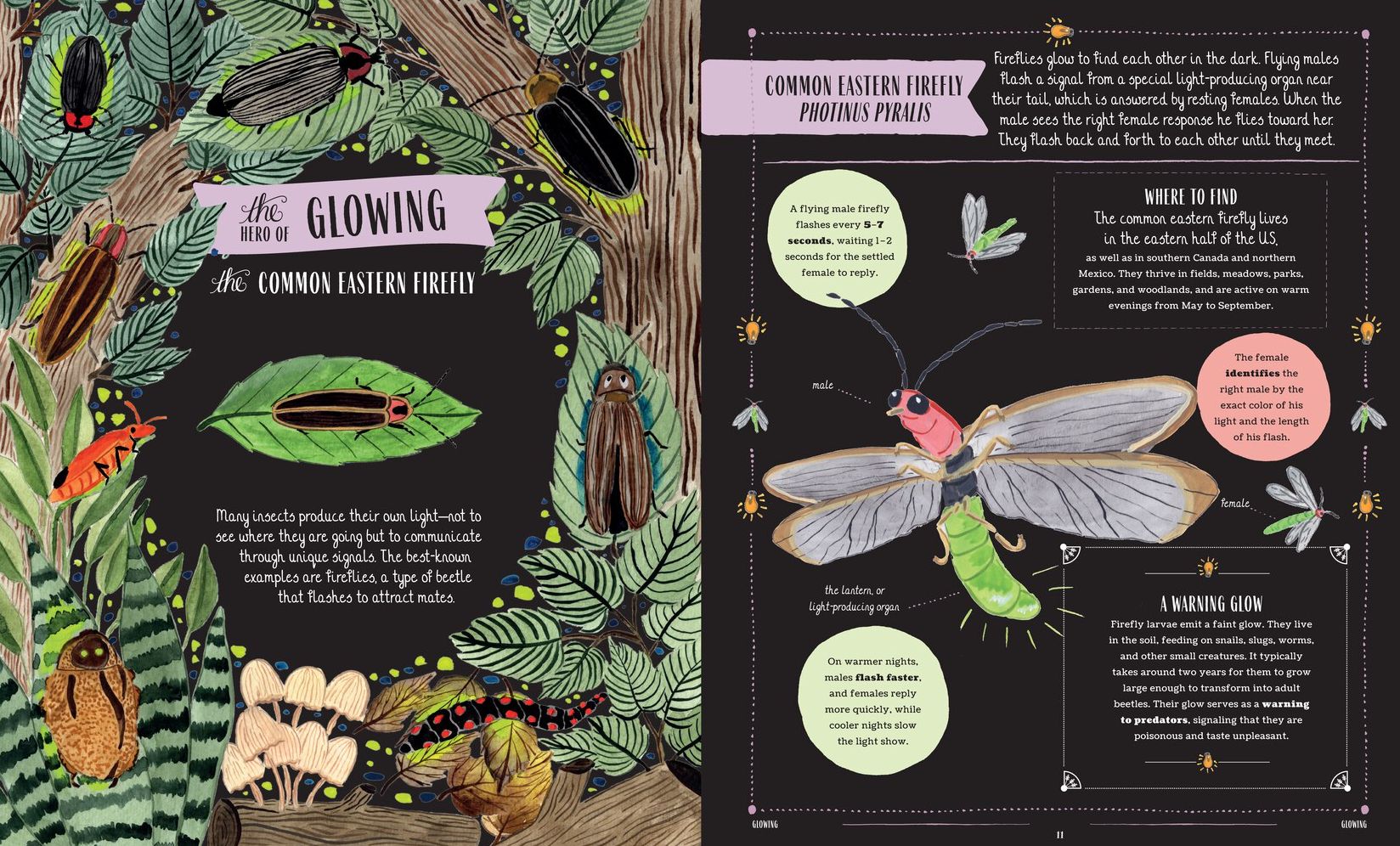 Buzz: A Family Guide to Bugs and Bees and How to Spot Them