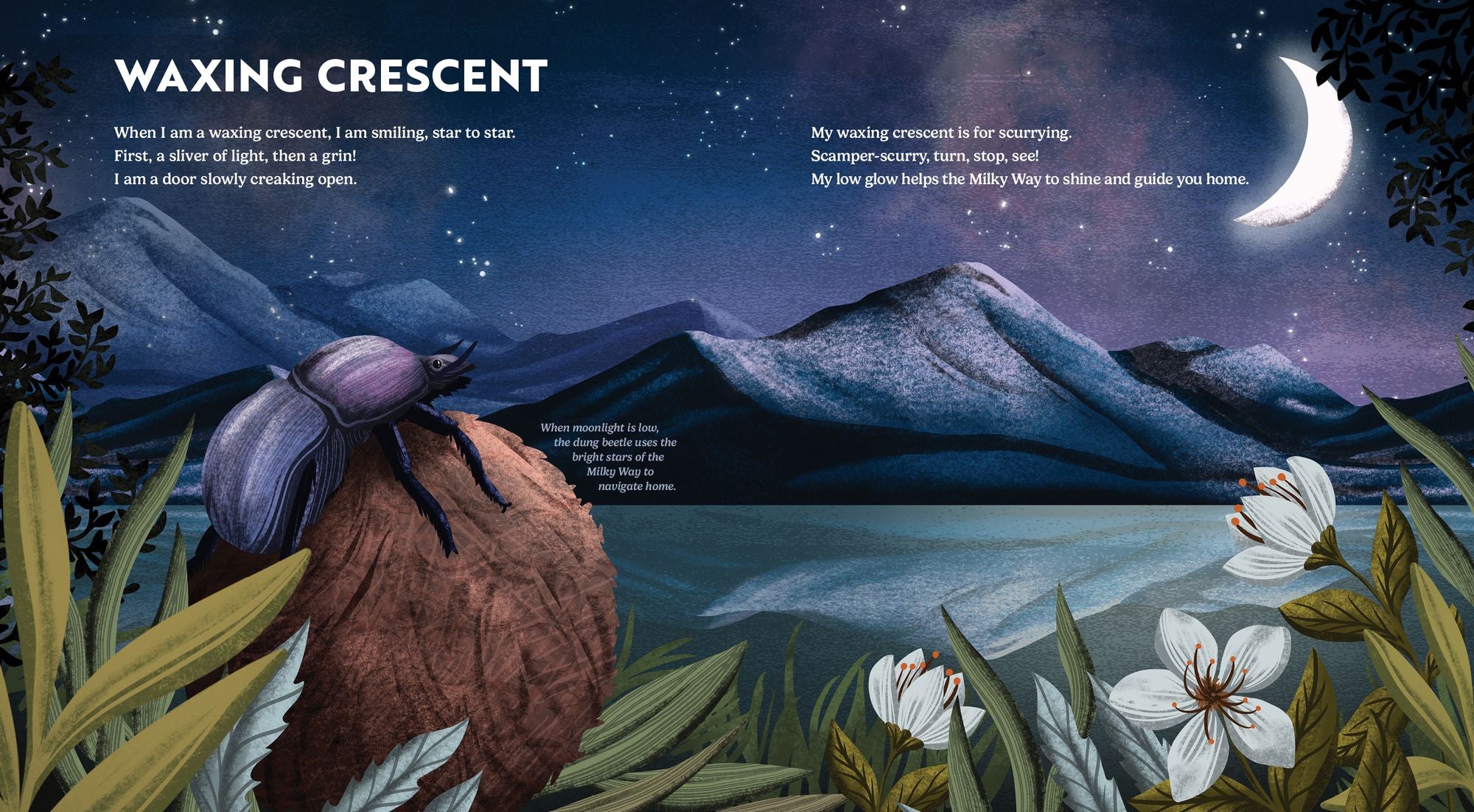 Wild Moon: How the Lunar Phases Light Up Our World