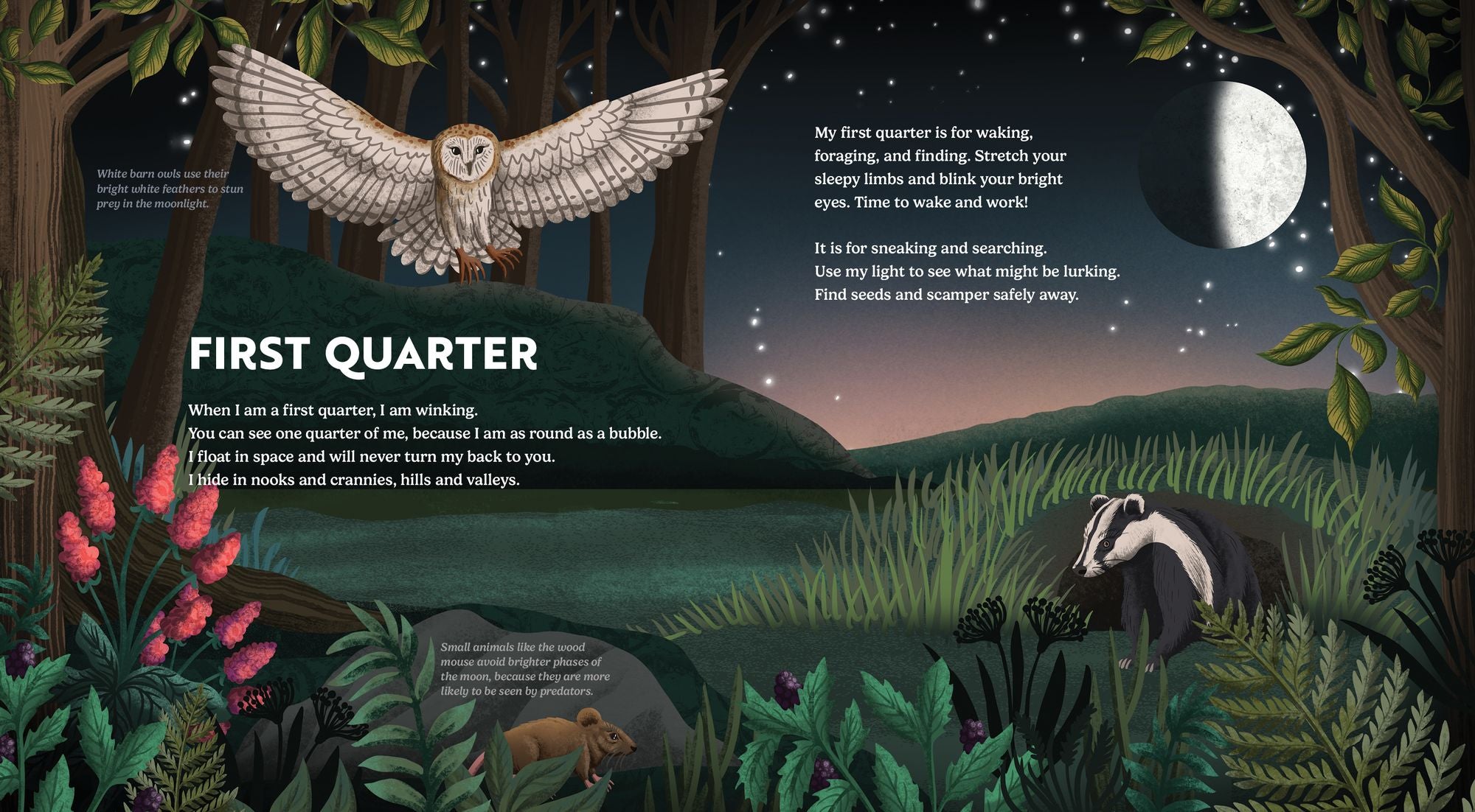 Wild Moon: How the Lunar Phases Light Up Our World