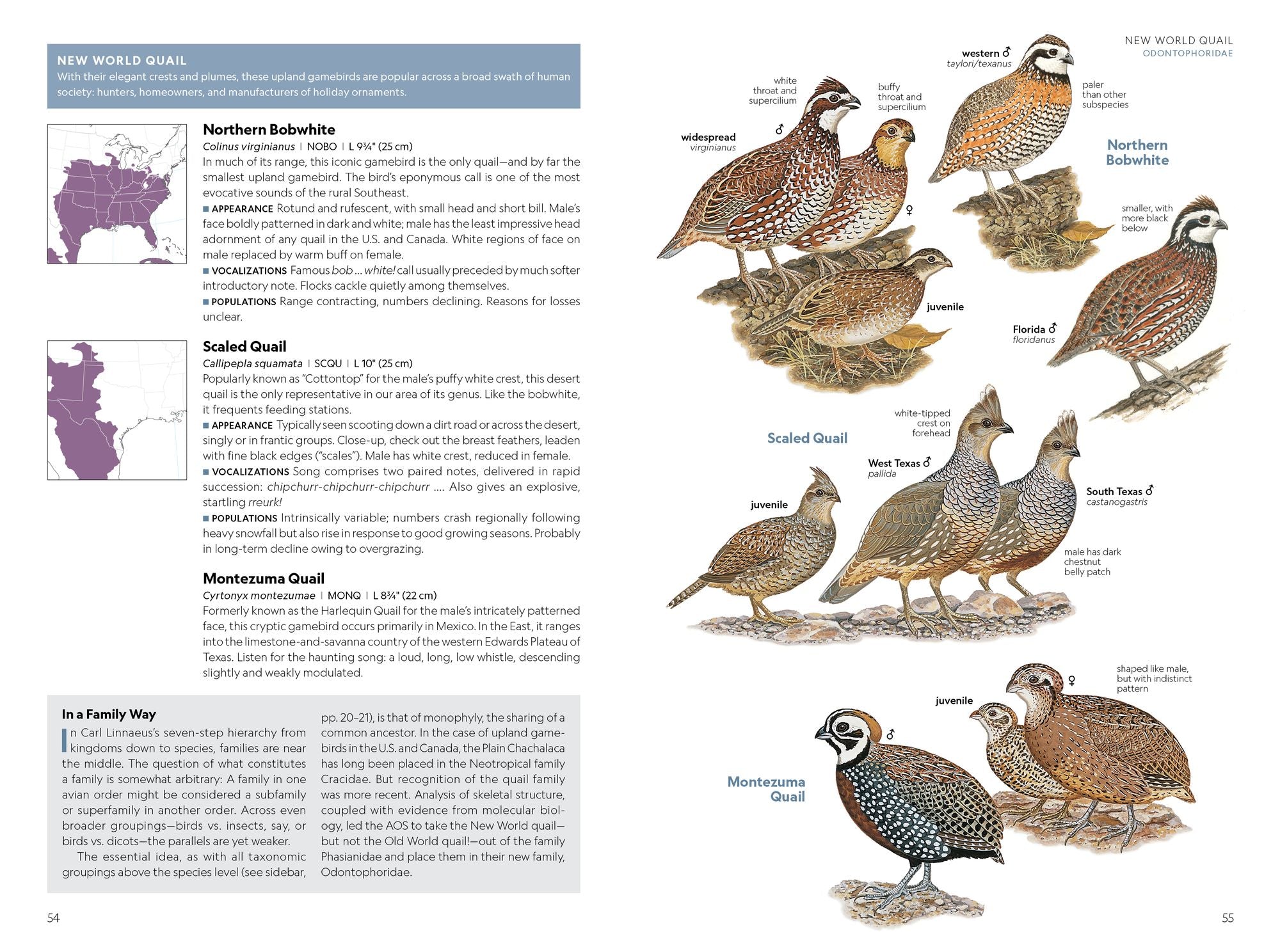 National Geographic Field Guide to the Birds of the United States and Canada-East, 2nd Edition