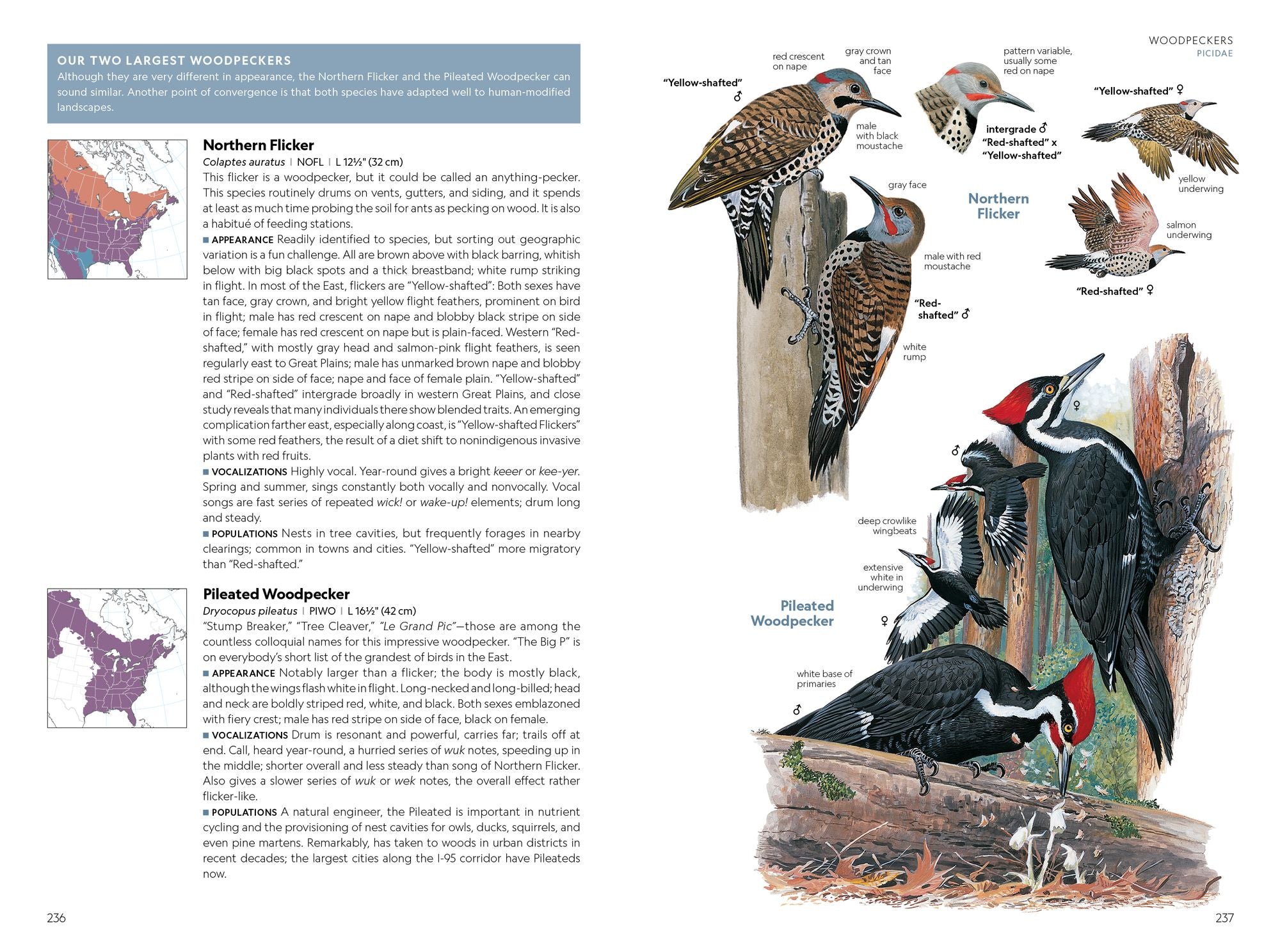 National Geographic Field Guide to the Birds of the United States and Canada-East, 2nd Edition