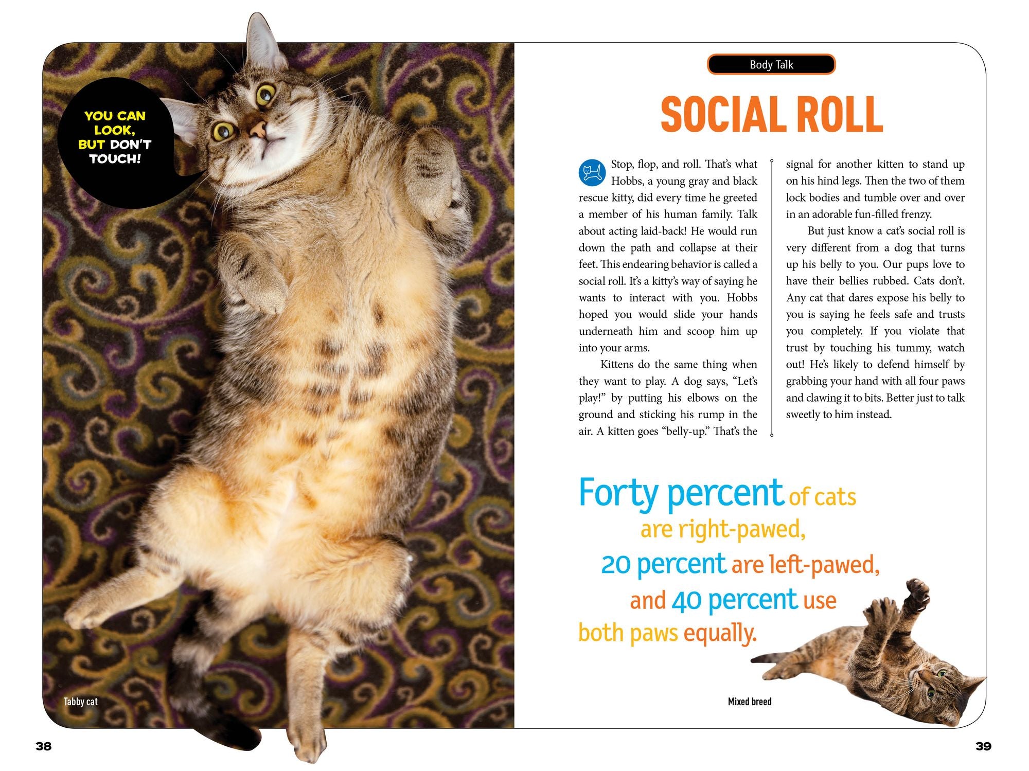 How to Speak Cat: A Guide to Decoding Cat Language