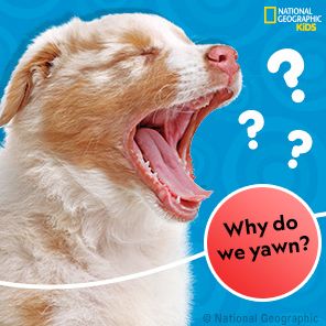 National Geographic Kids Why?: Over 1,111 Answers to Everything
