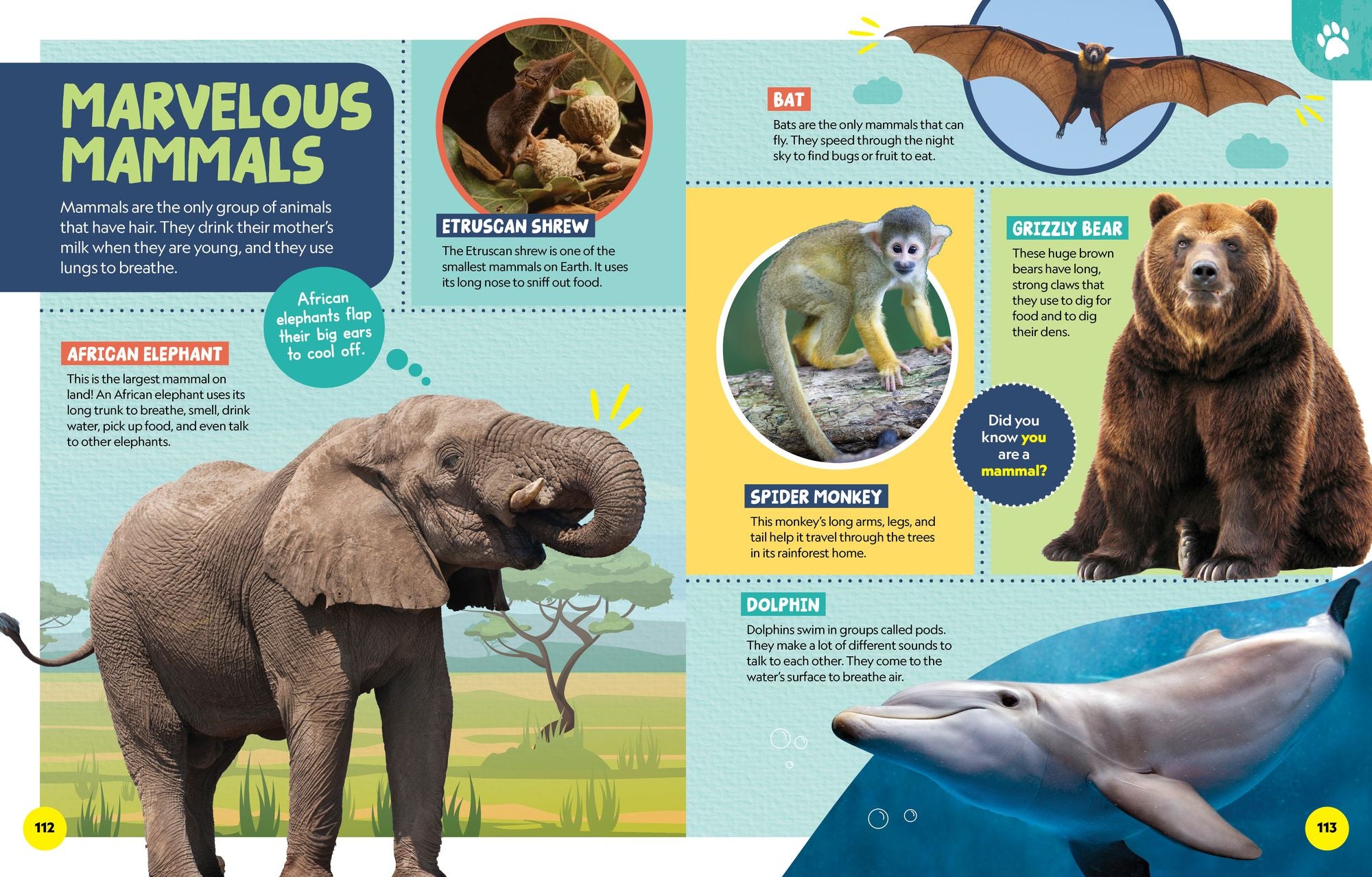National Geographic Little Kids First Encyclopedia of Almost Everything