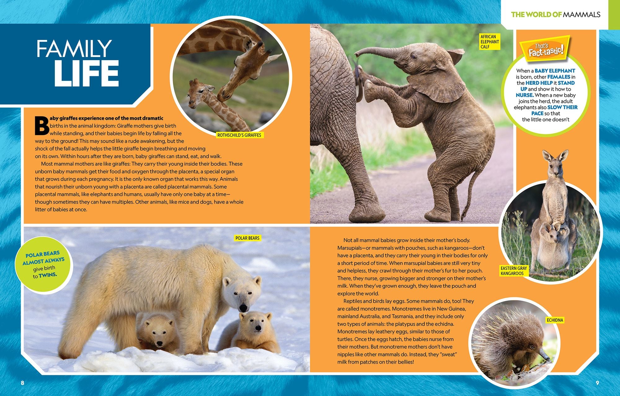 National Geographic Kids Ultimate Mammalpedia: The Most Complete Mammal Reference Ever