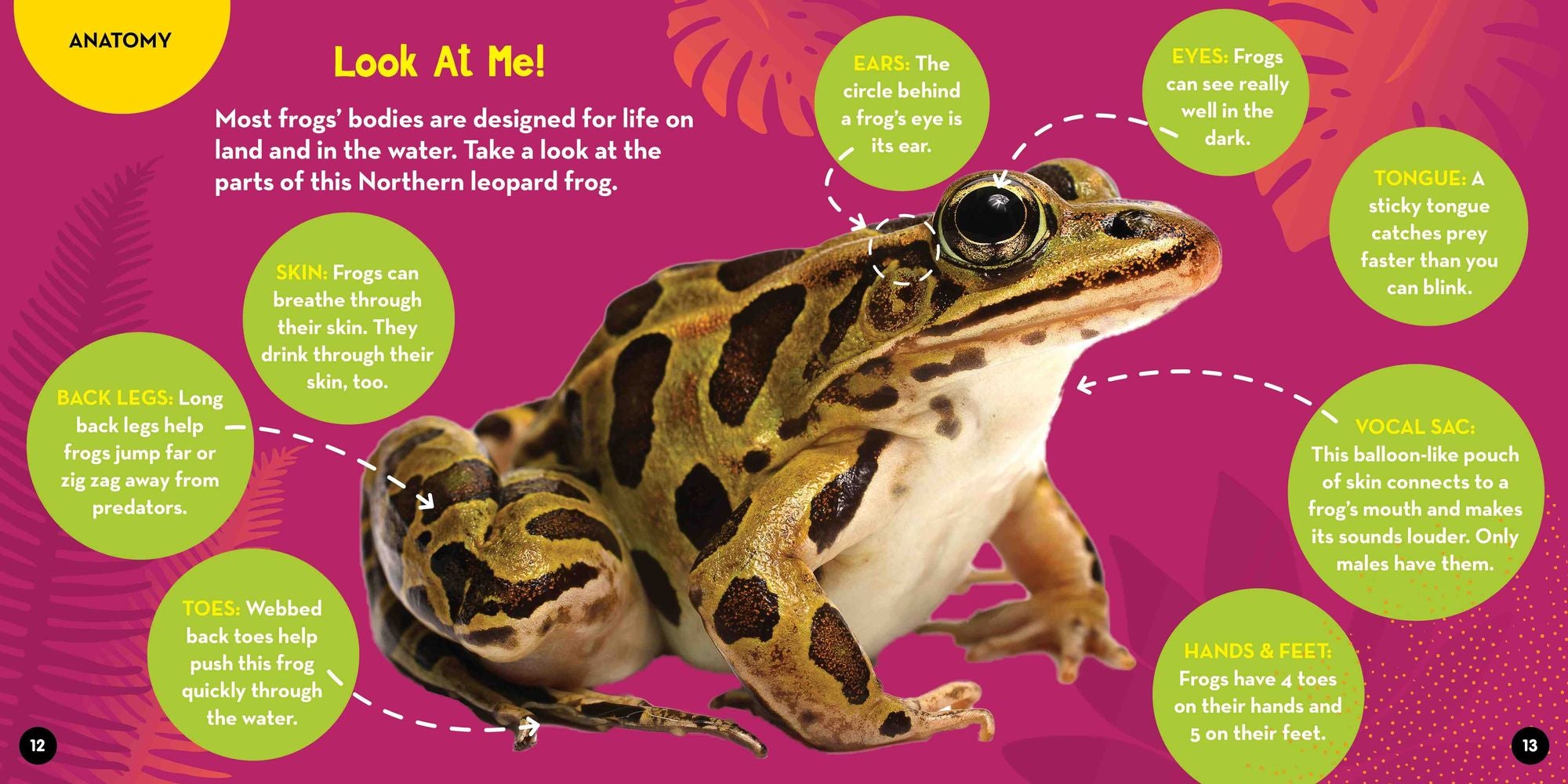 Go Wild! Frogs