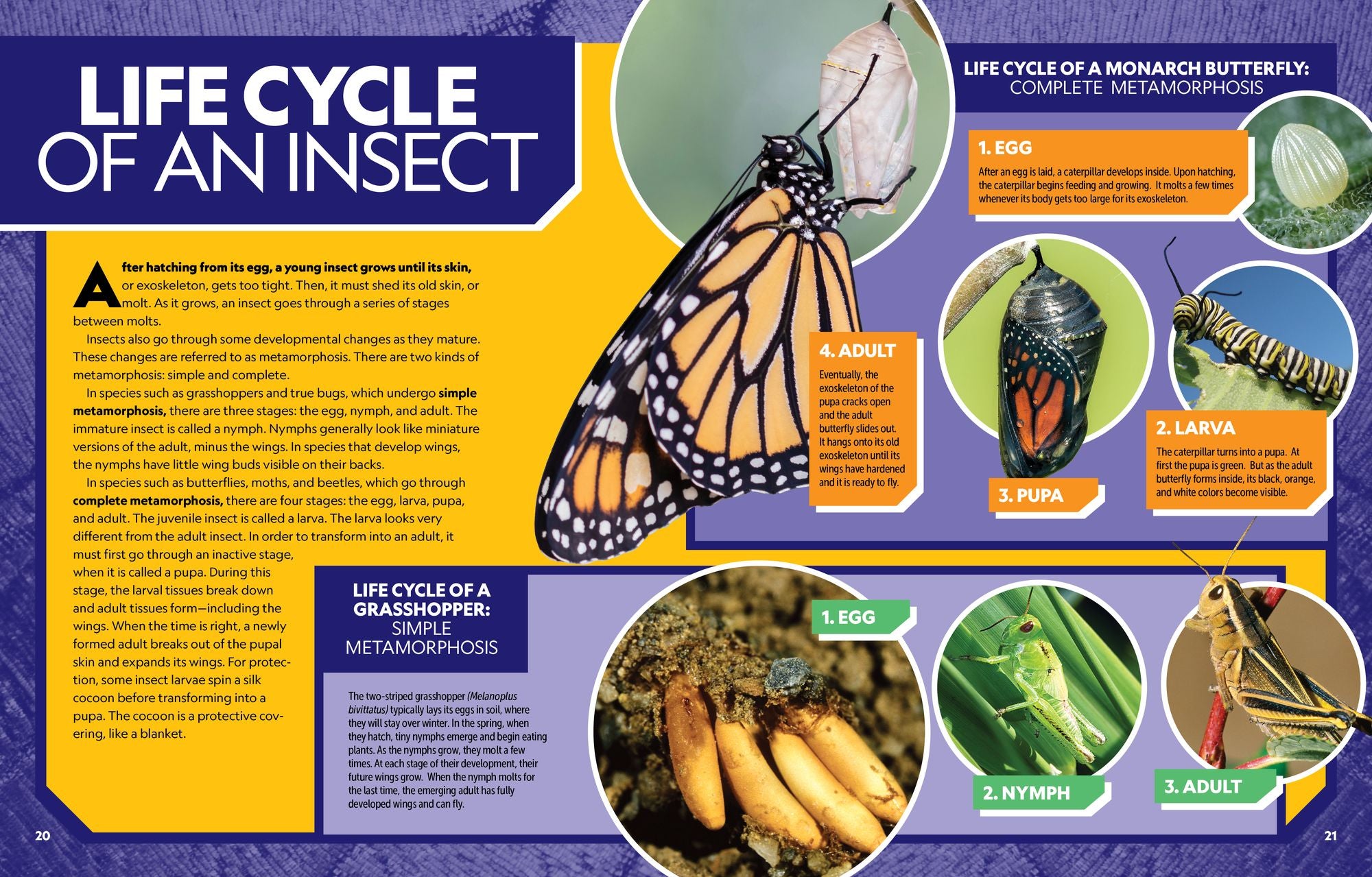 National Geographic Kids Ultimate Bugopedia, 2nd Edition: The Most Complete Bug Reference Ever