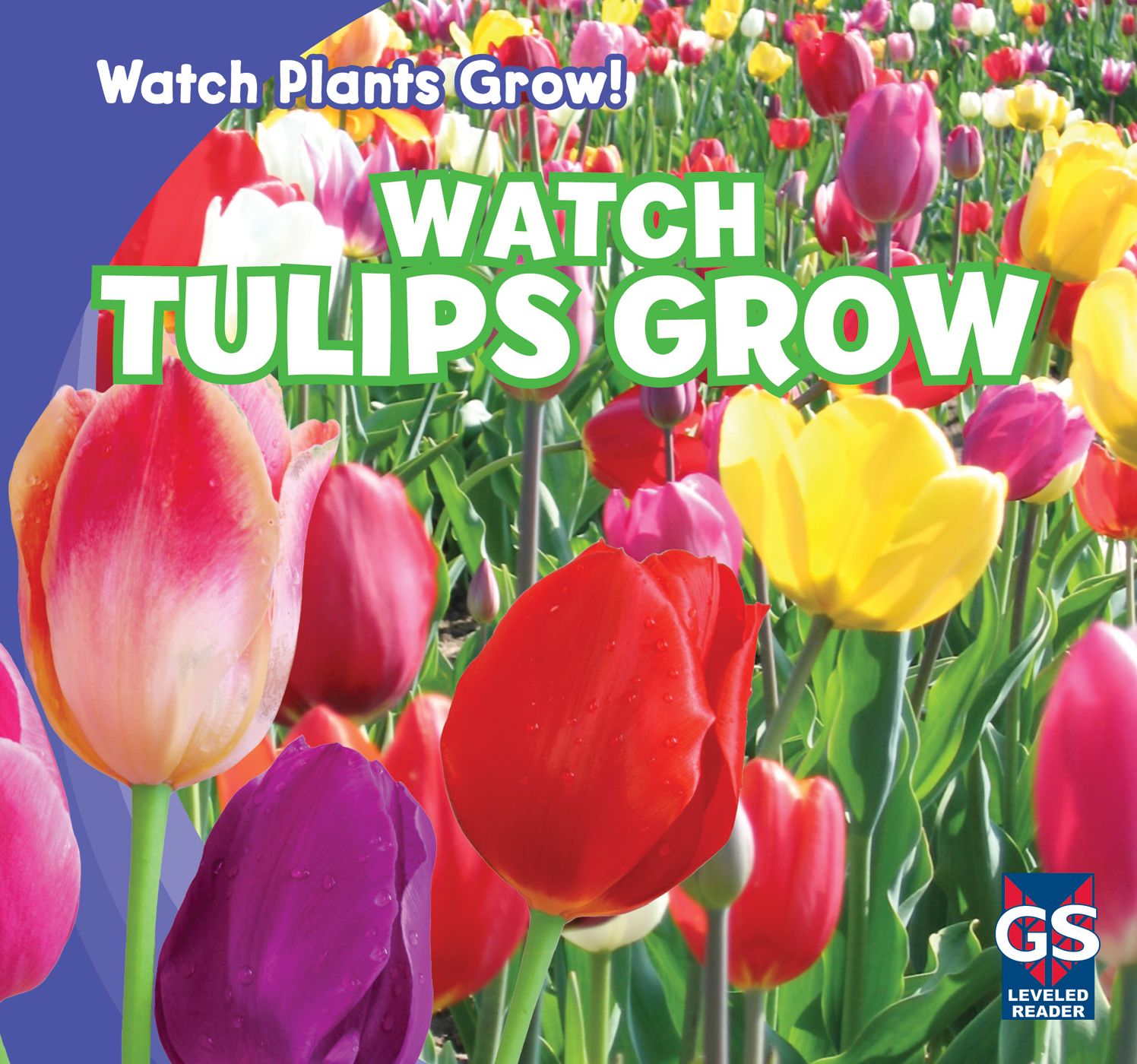 Watch Tulips Grow
