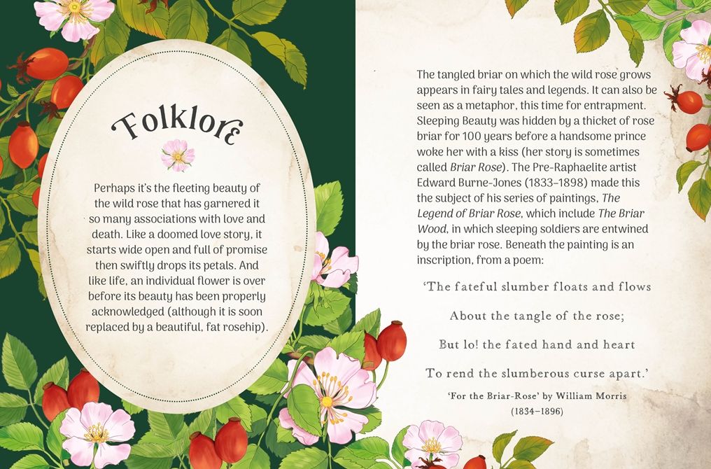The Little Wild Library: Wild Rose: Simple things to do with the plants around you.