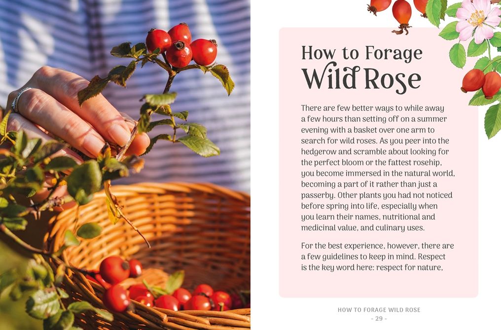 The Little Wild Library: Wild Rose: Simple things to do with the plants around you.