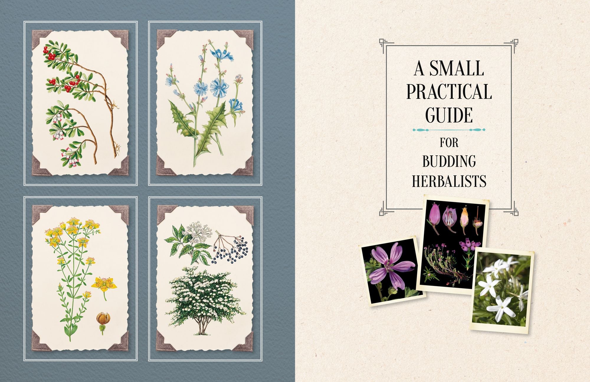 100 Plants That Heal