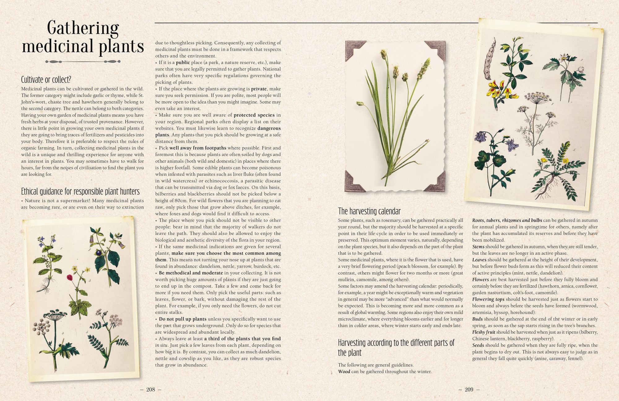 100 Plants That Heal