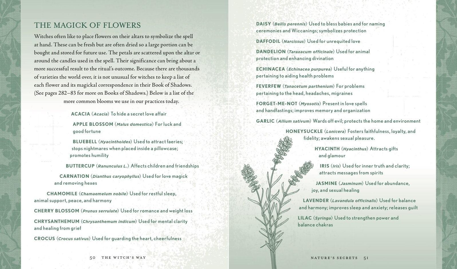 The Witch's Way: A Guide to Modern-Day Spellcraft, Nature Magick, and Divination