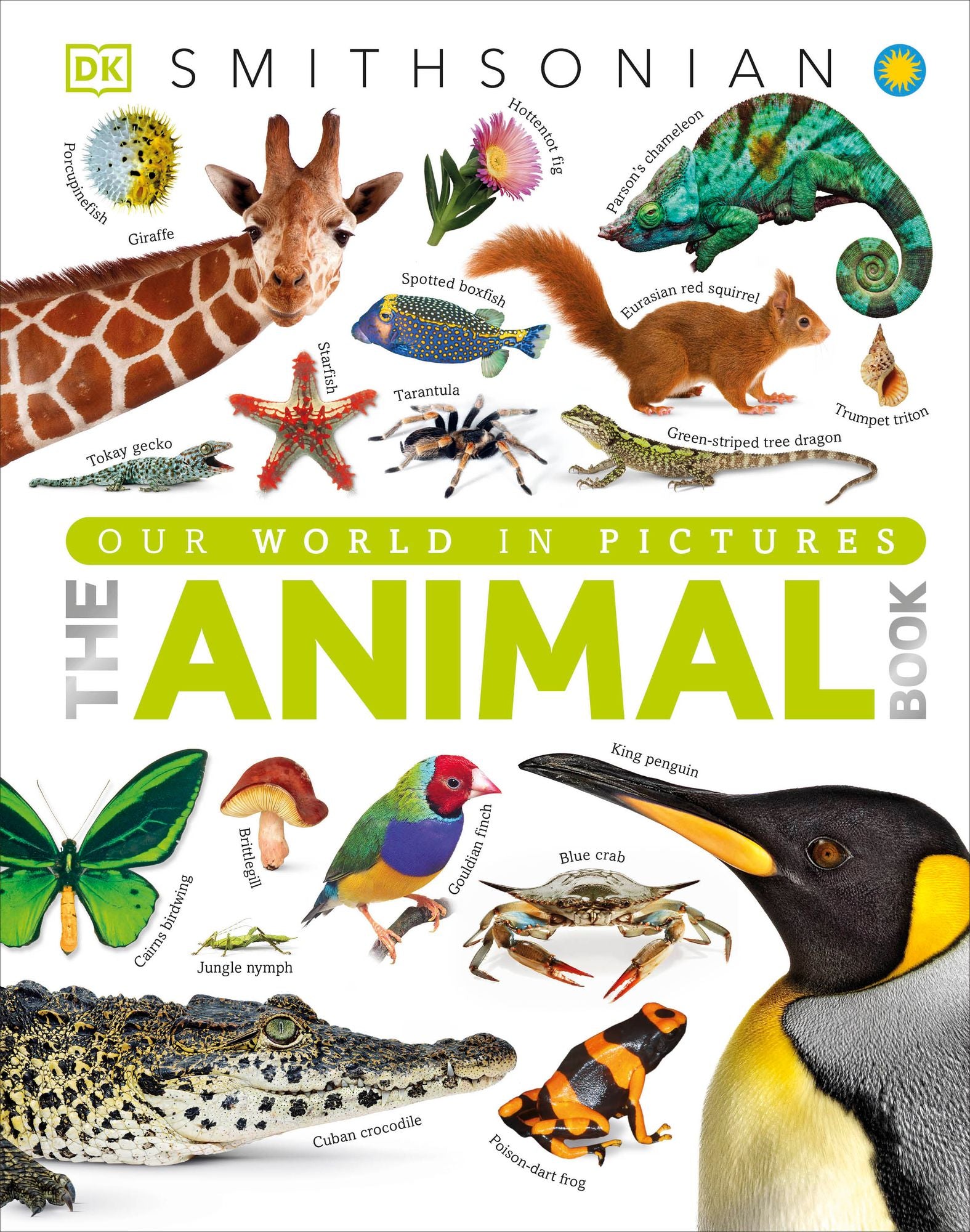 The Animal Book: A Visual Animal Kingdom Encyclopedia for Kids