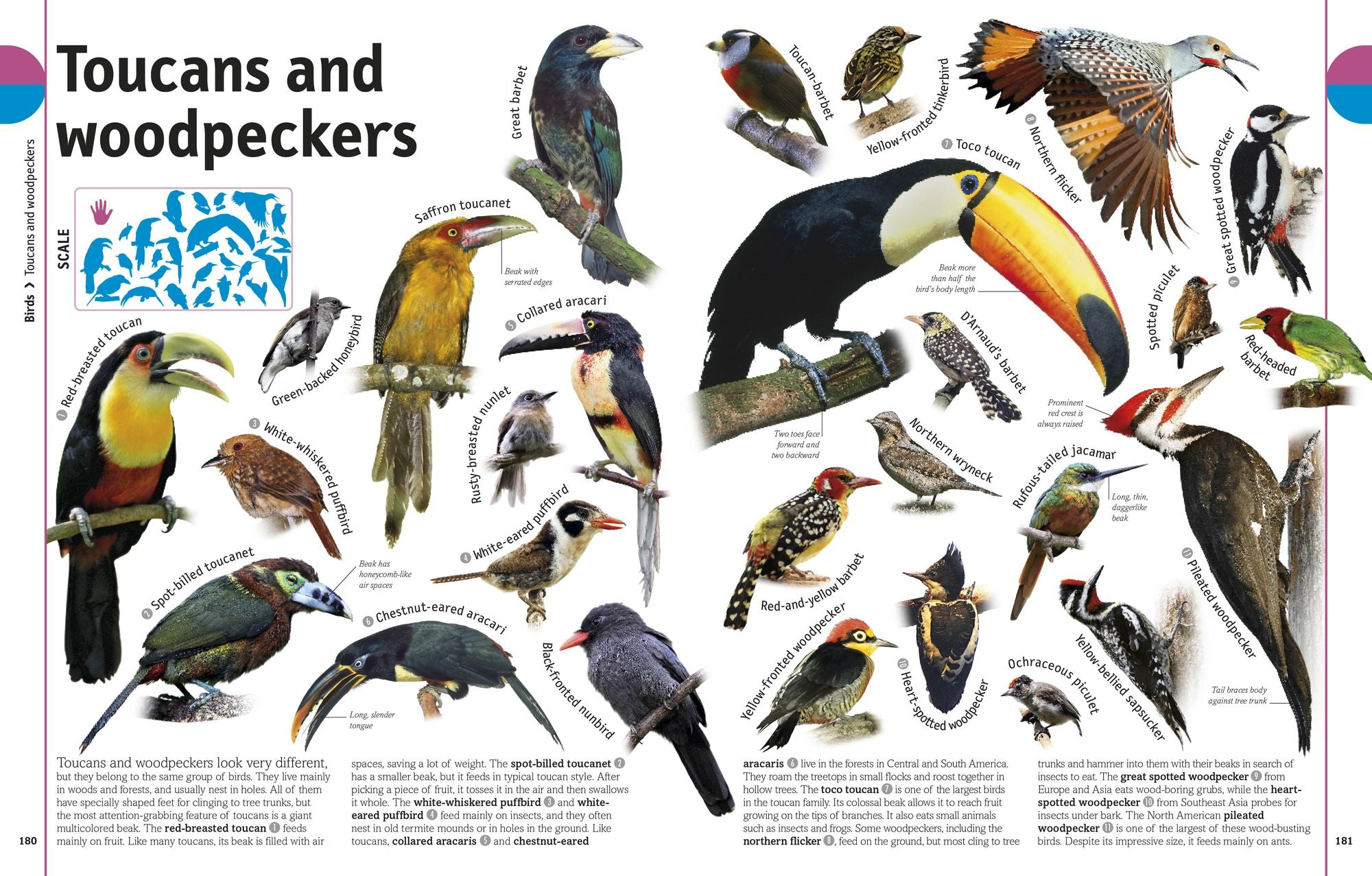 The Animal Book: A Visual Animal Kingdom Encyclopedia for Kids