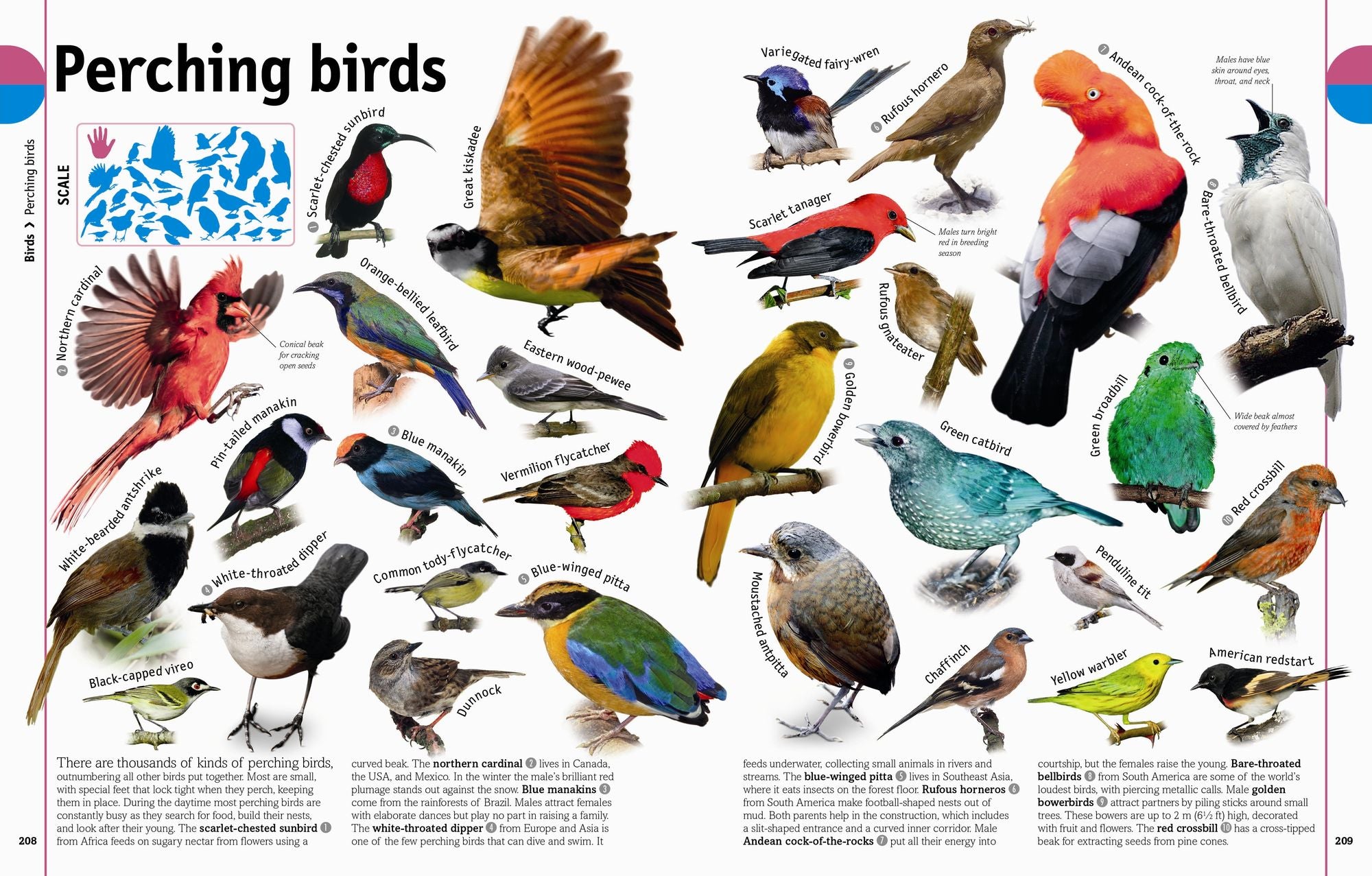 The Animal Book: A Visual Animal Kingdom Encyclopedia for Kids
