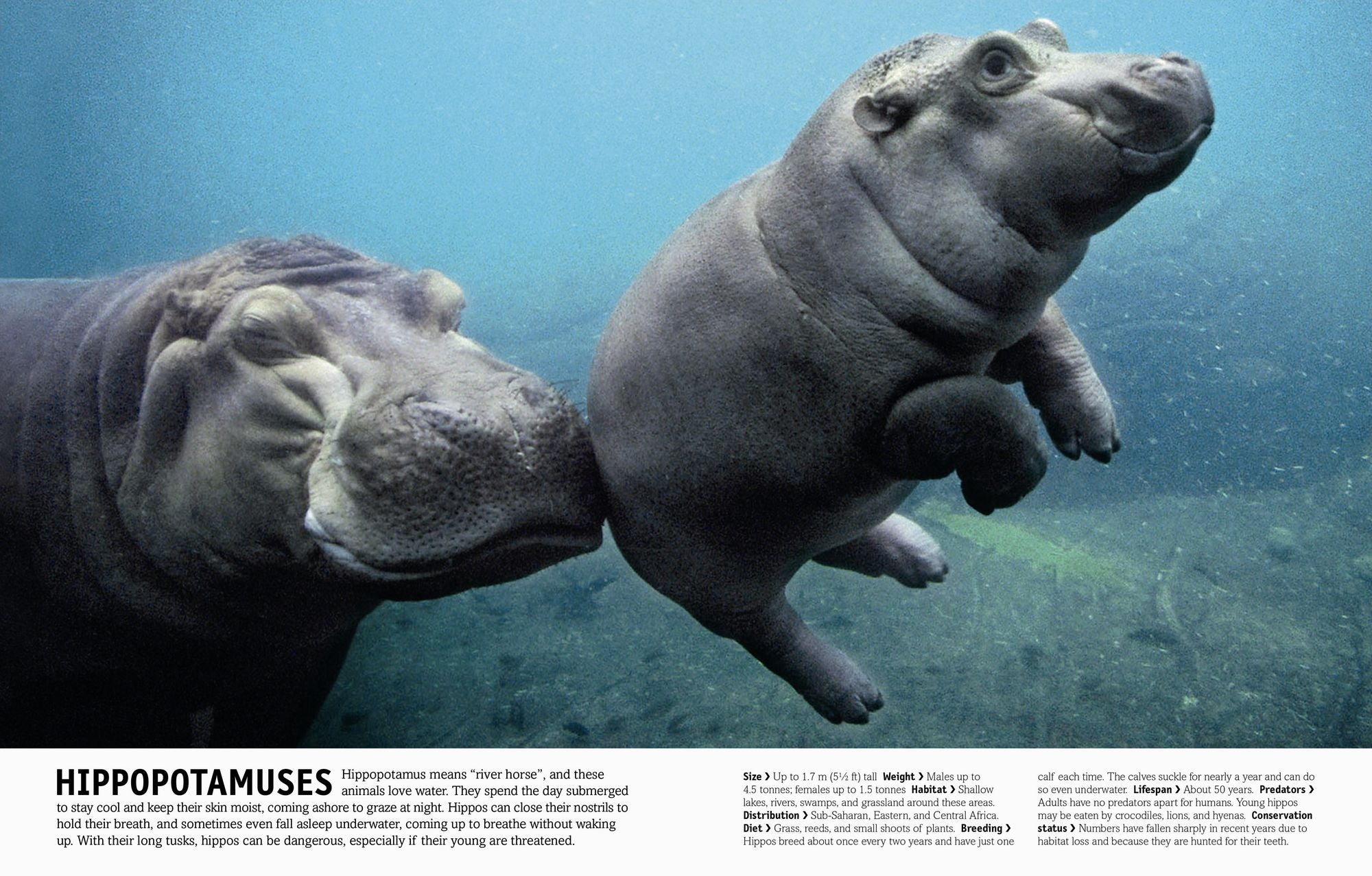 The Animal Book: A Visual Animal Kingdom Encyclopedia for Kids